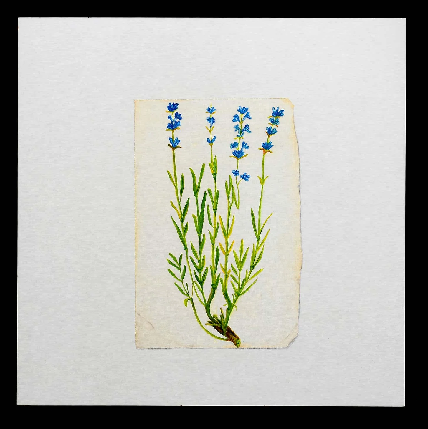 Lavendar