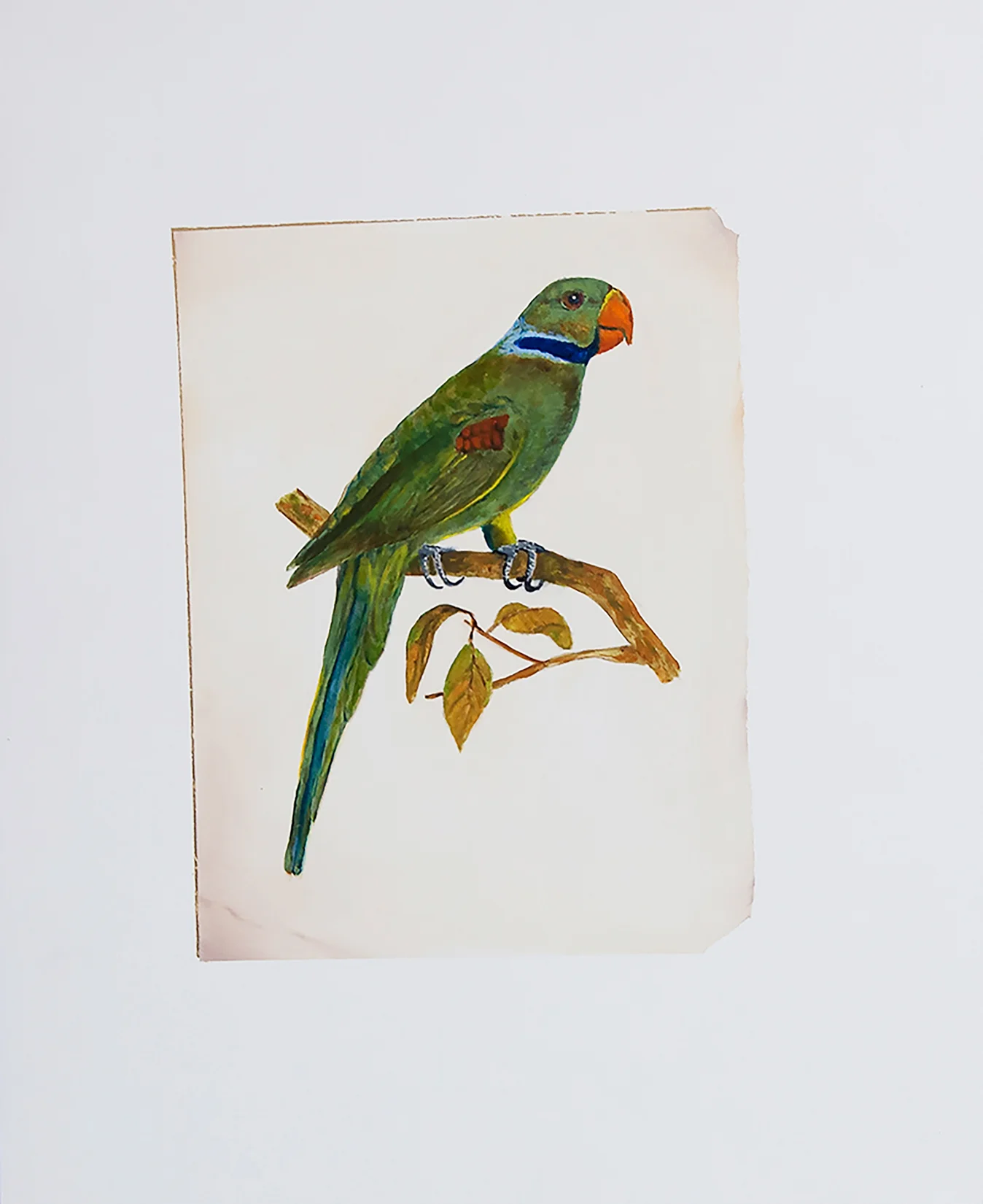 Alexandrine Parakeet