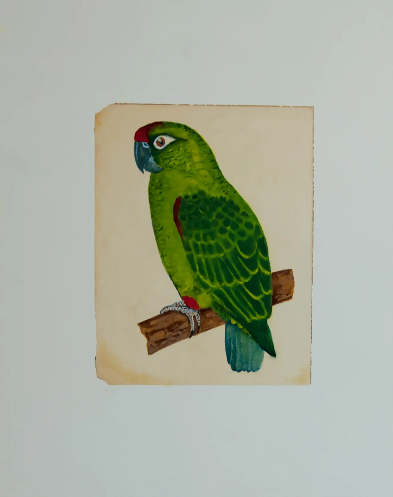 Parrot