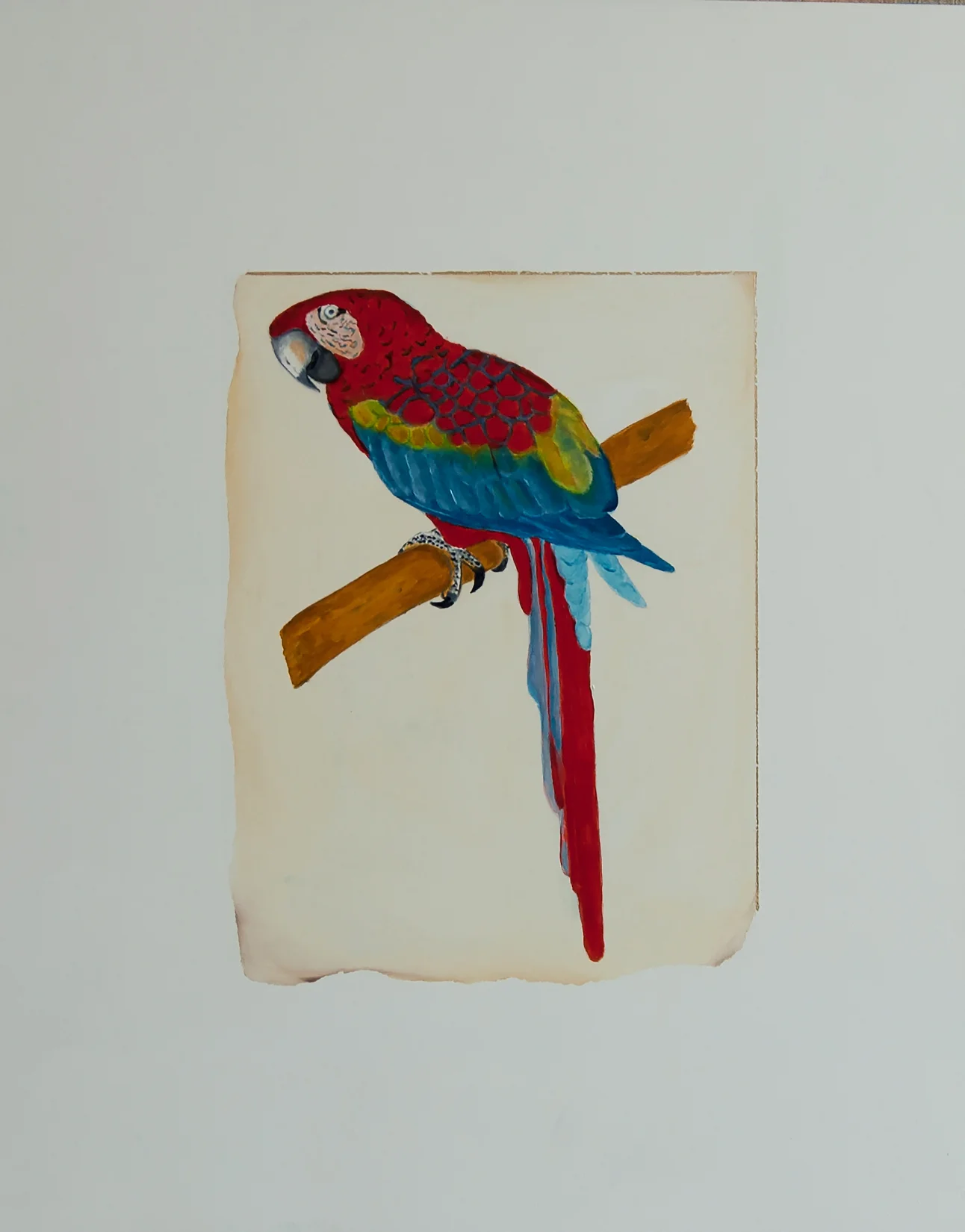 Red and Blue Macaw