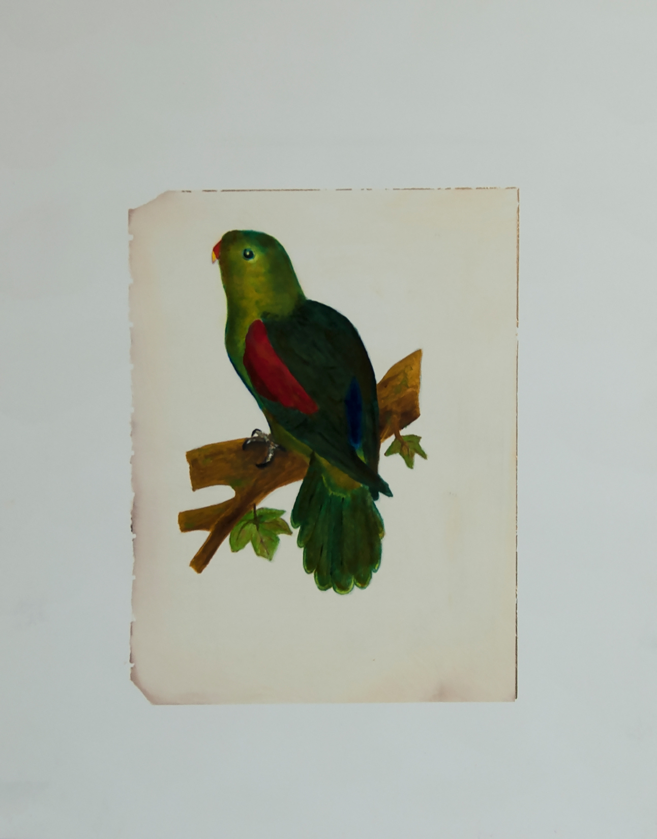 Red-Winged Parakeet