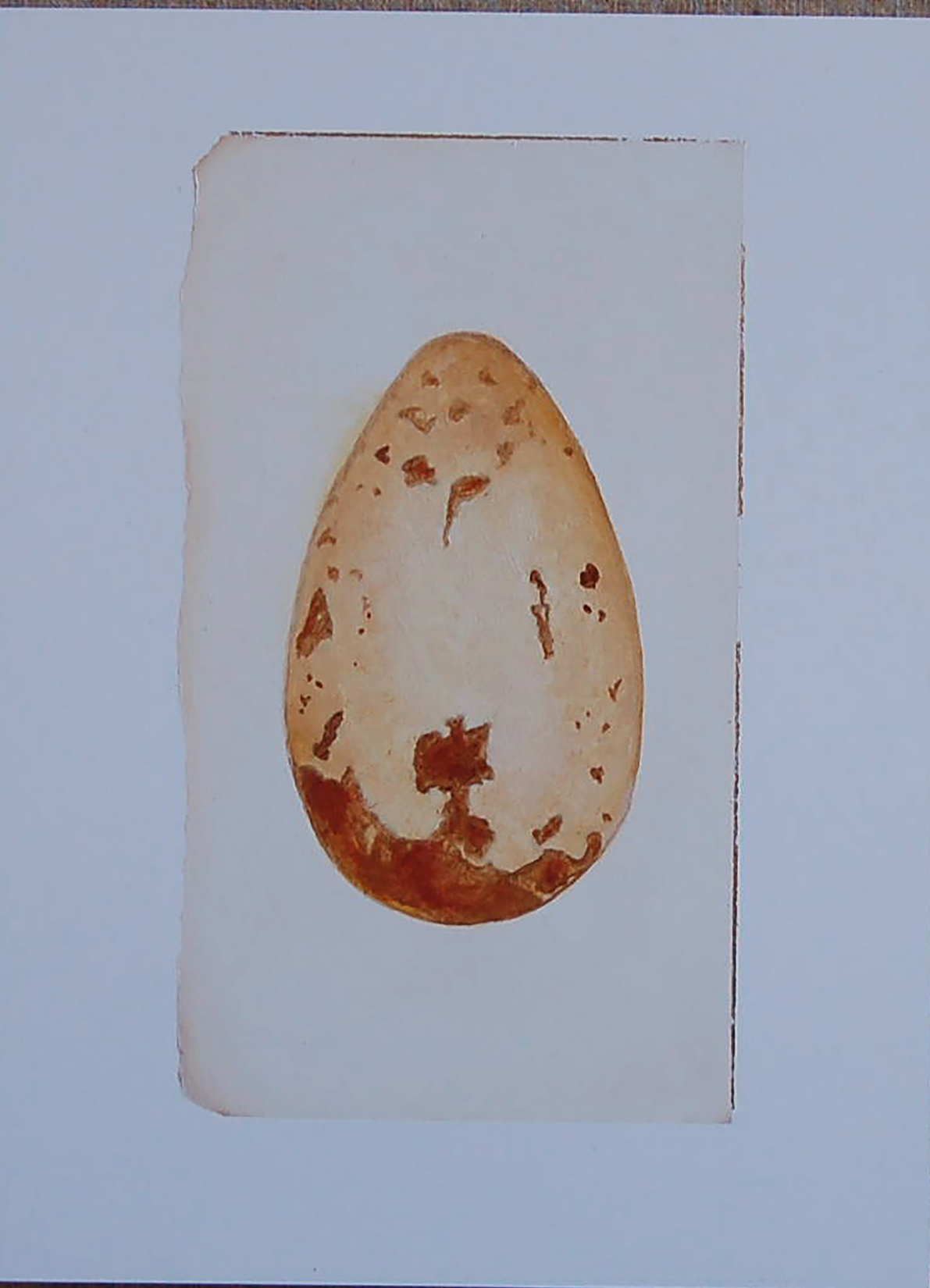 FalconeAuk egg