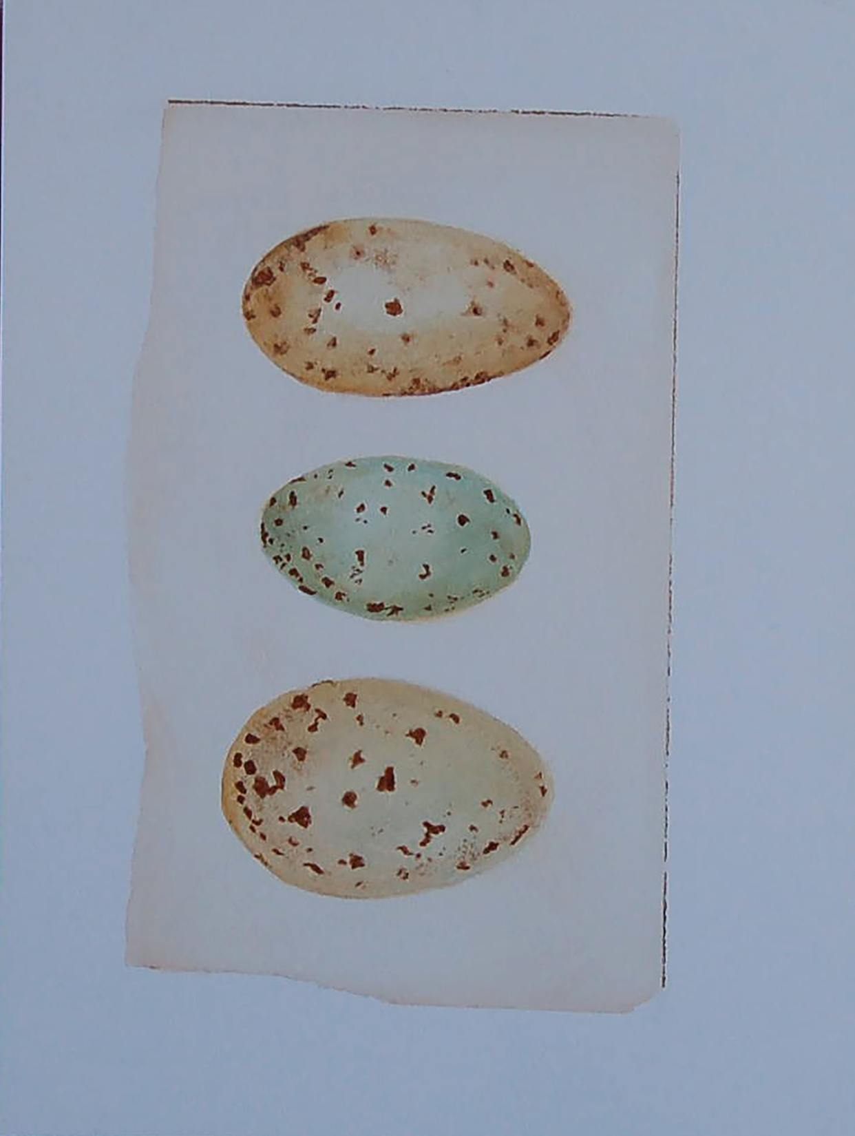 Three Eggs