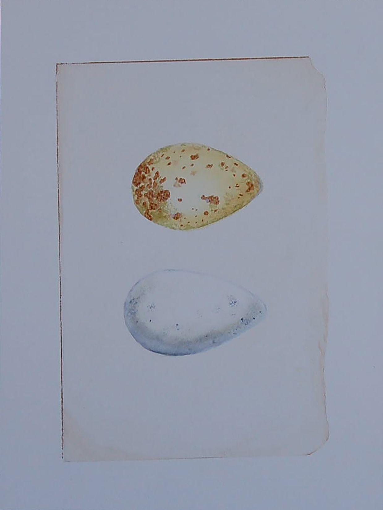 Two Speckled Eggs