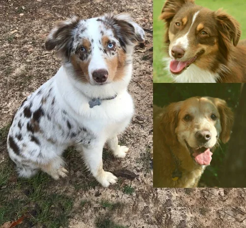 Riley, Coco &amp; Bella   - Greeters