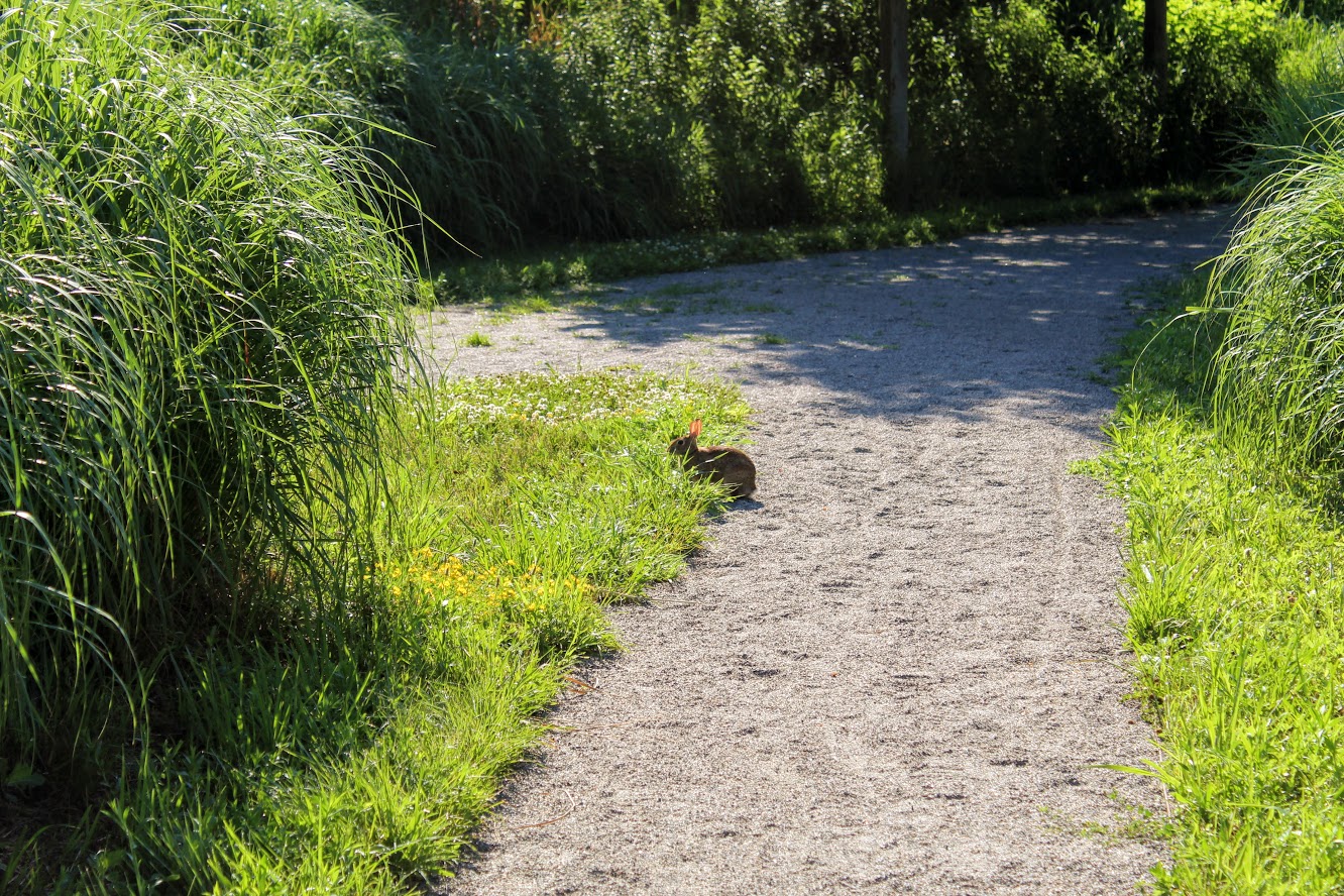 Rabbit hoppin' along the trail. 