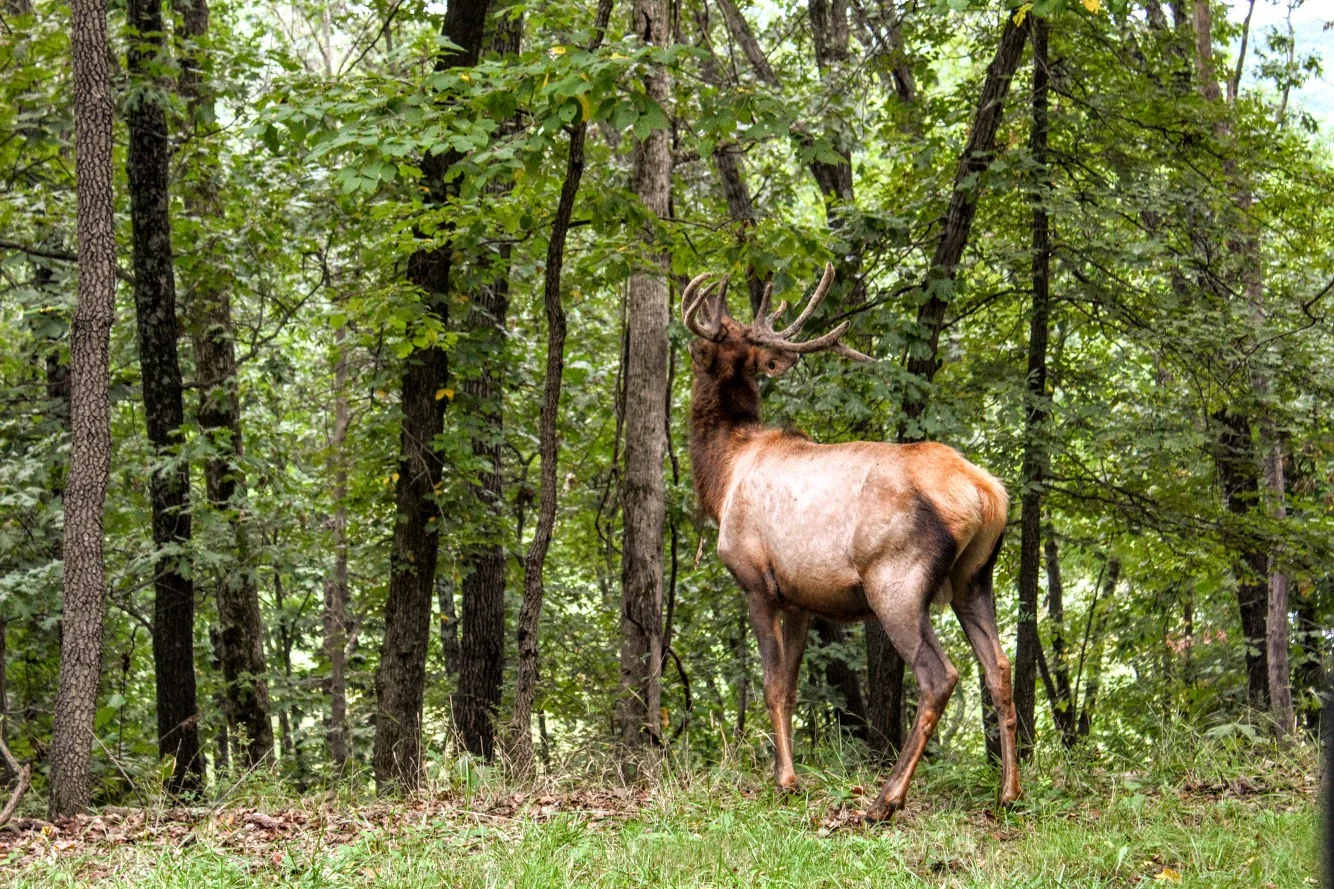 Lone Elk Park, St. Louis County, Missouri