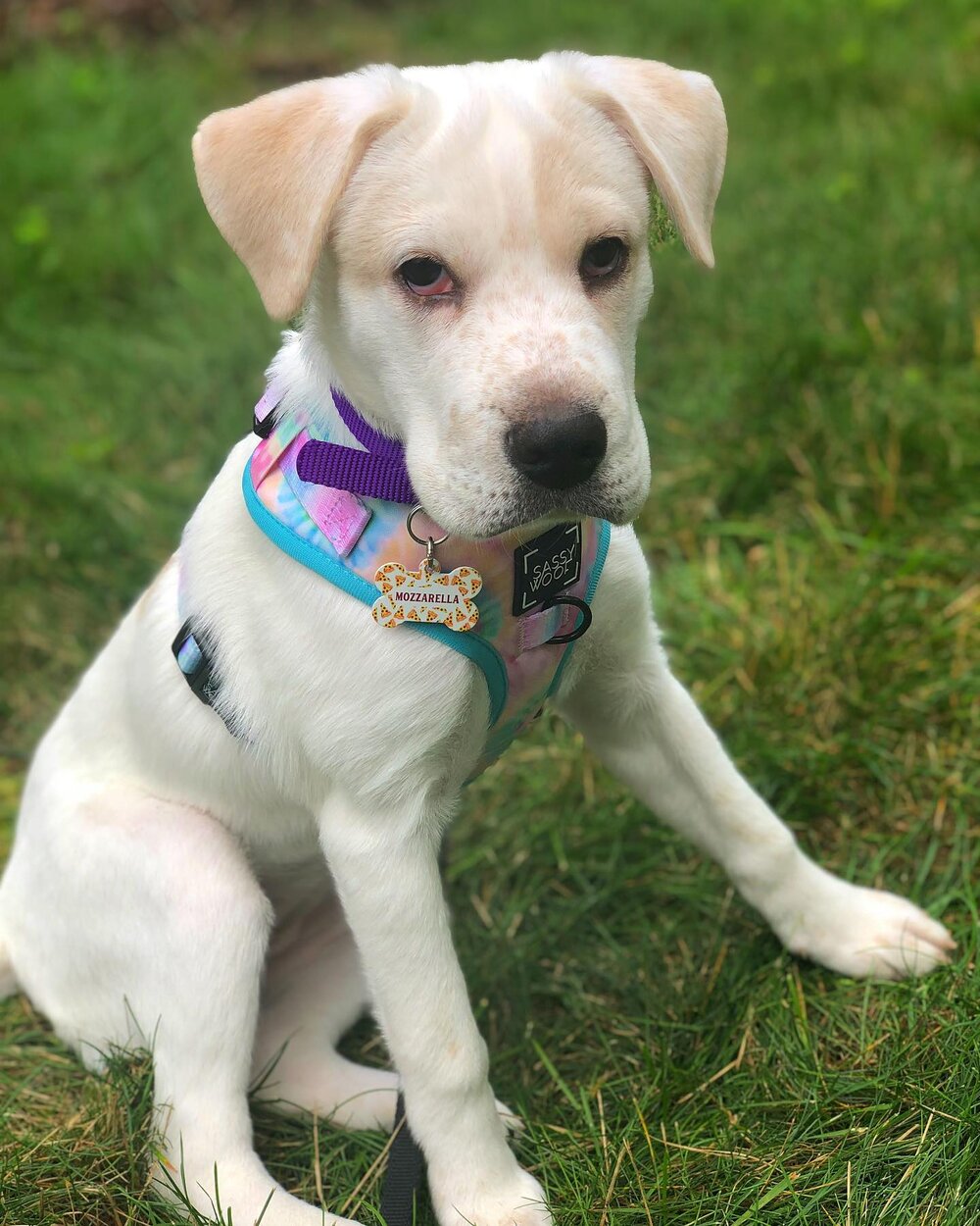 Meet the newest member of the #hikingfordonuts fam, Mozzarella aka Mozzie.  She&rsquo;s the best pup, little sassy but likes to chill and snuggle. Can&rsquo;t wait to take her on adventures and some brewery hopping. 

Of course, we had to go with a f