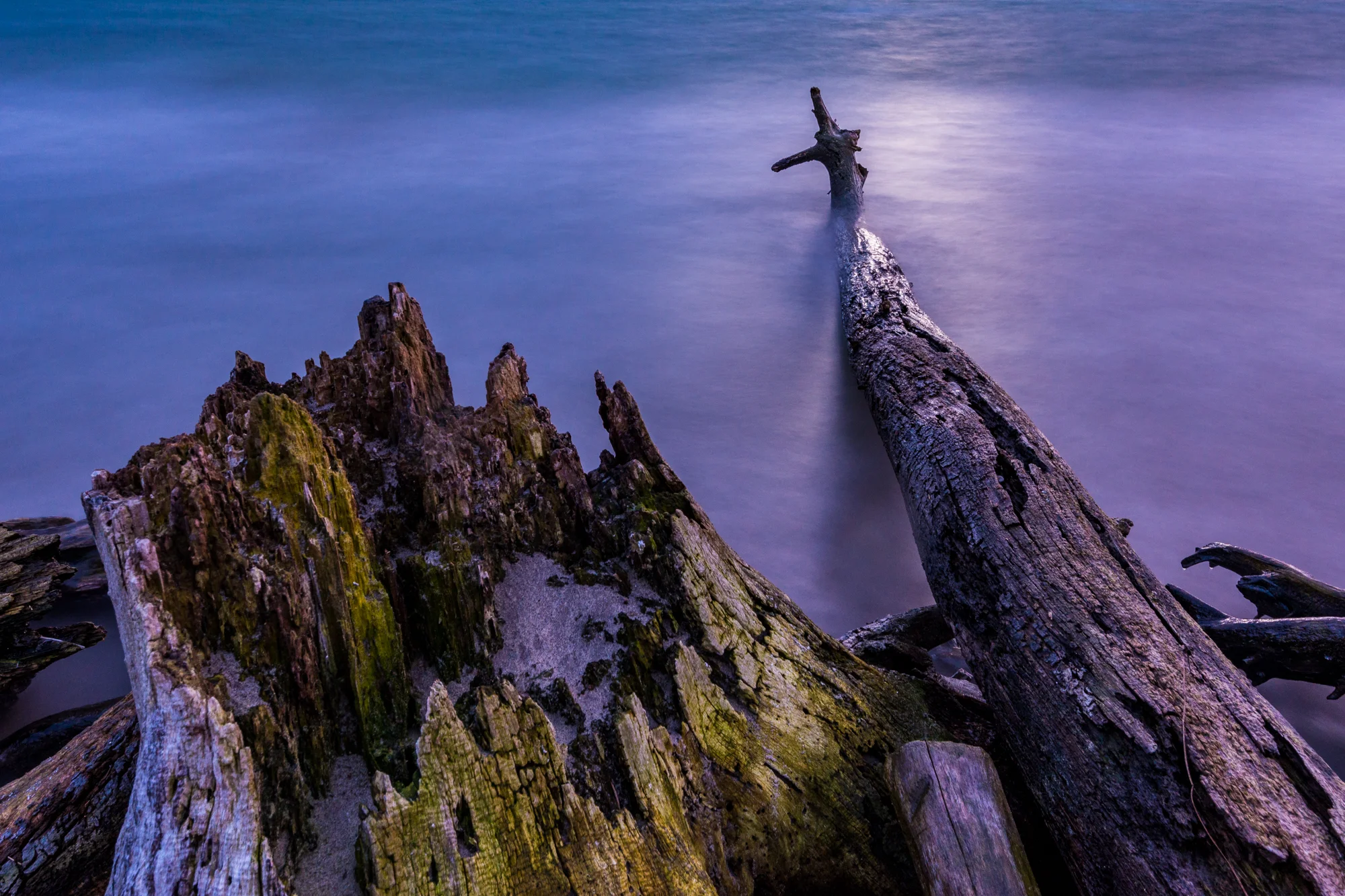 Driftwood Shore | Toronto, Ontario