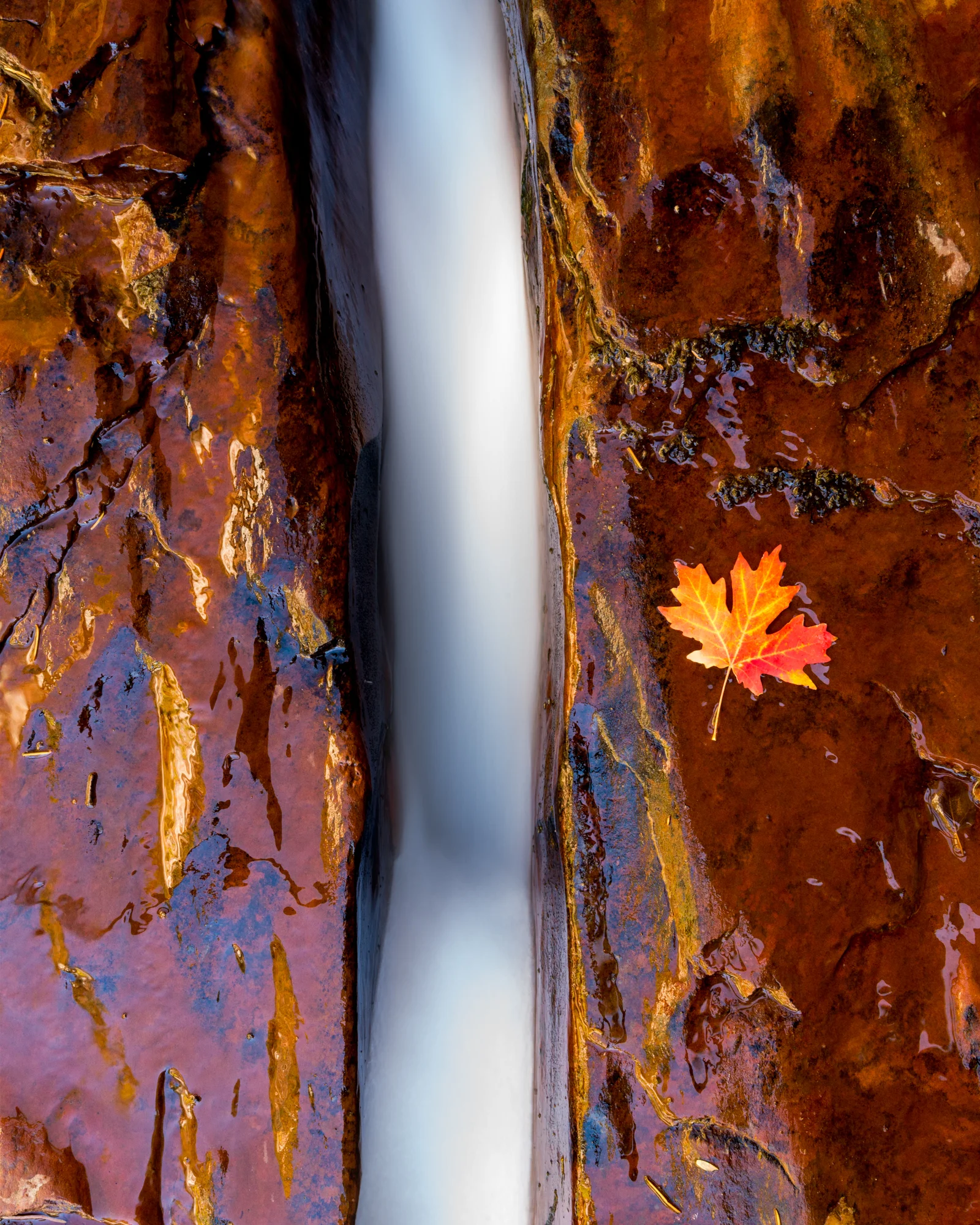 Scarred Sandstone | Zion National Park, Utah