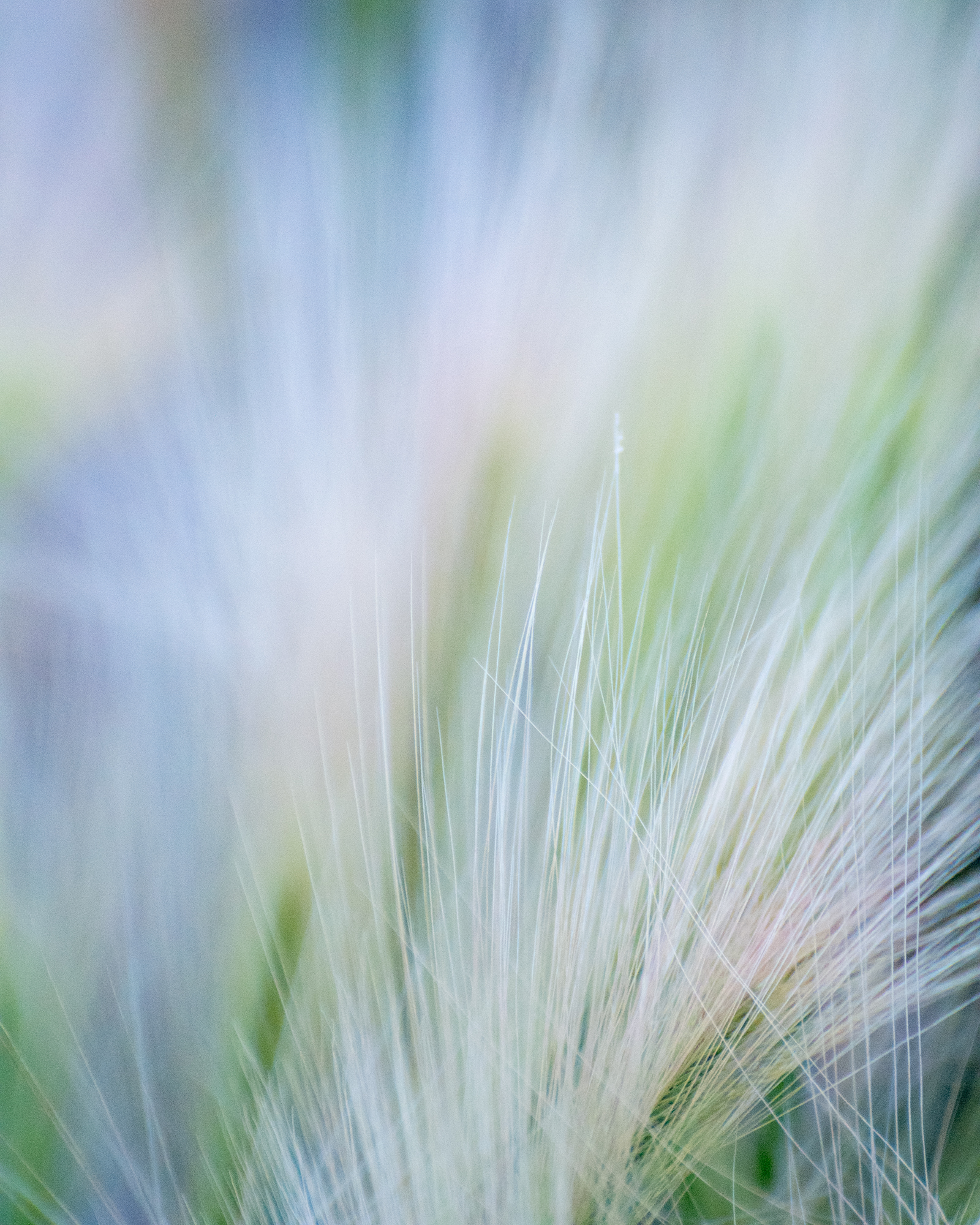 Veld | Oshawa, Ontario