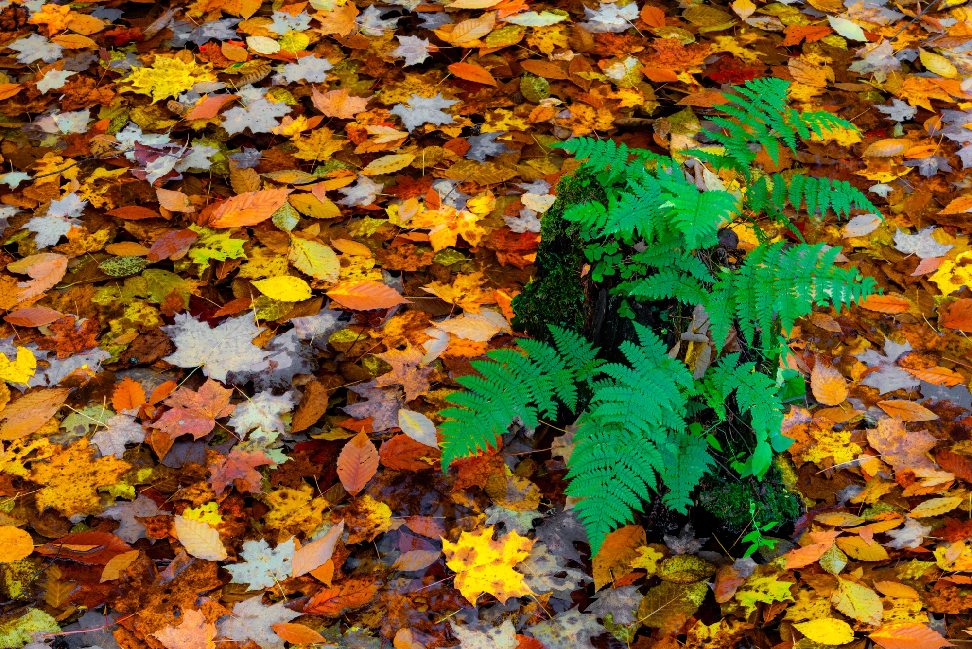 Islet | Algonquin Provincial Park, Ontario