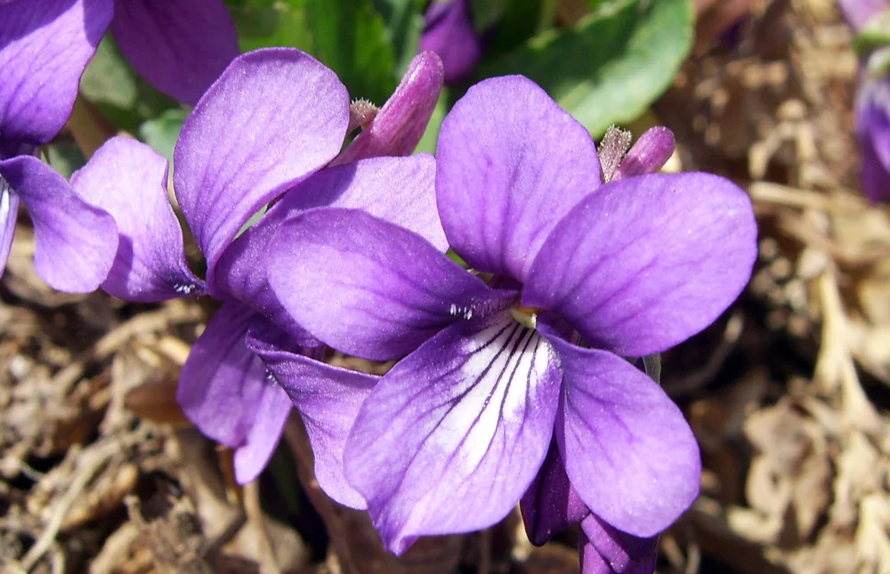Violeta, el color al final del arcoíris 