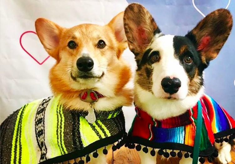 Diseñadogs ?, la marca de los originales ponchos para perros — DMX32