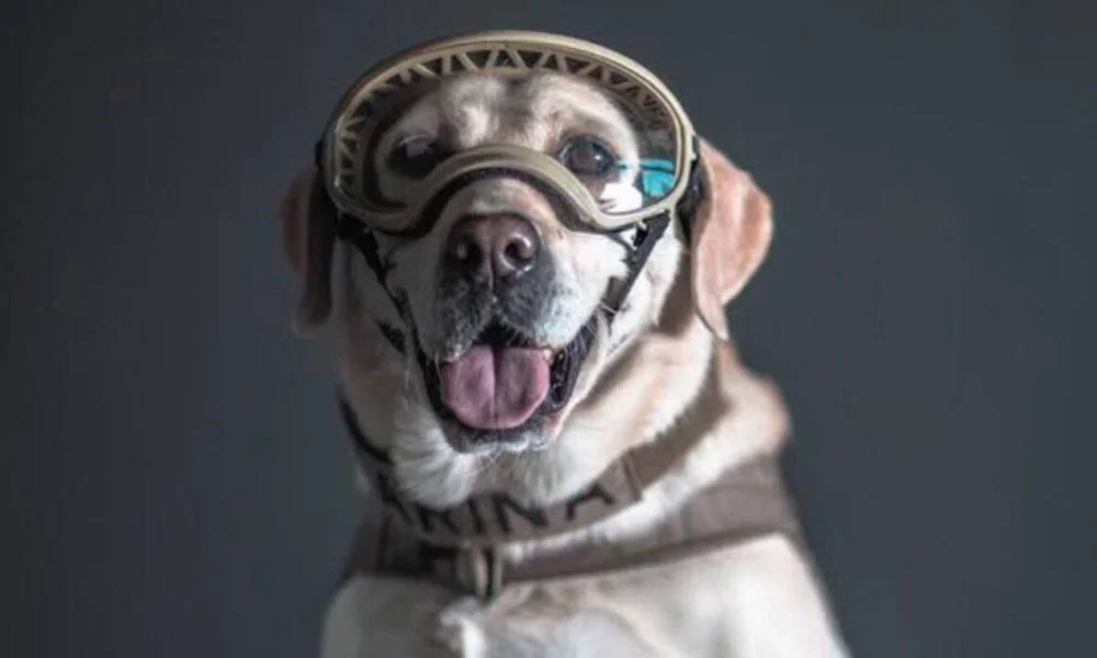 Así fue el homenaje a Frida 🐶, la perrita rescatista que nos enamoró por su valentía