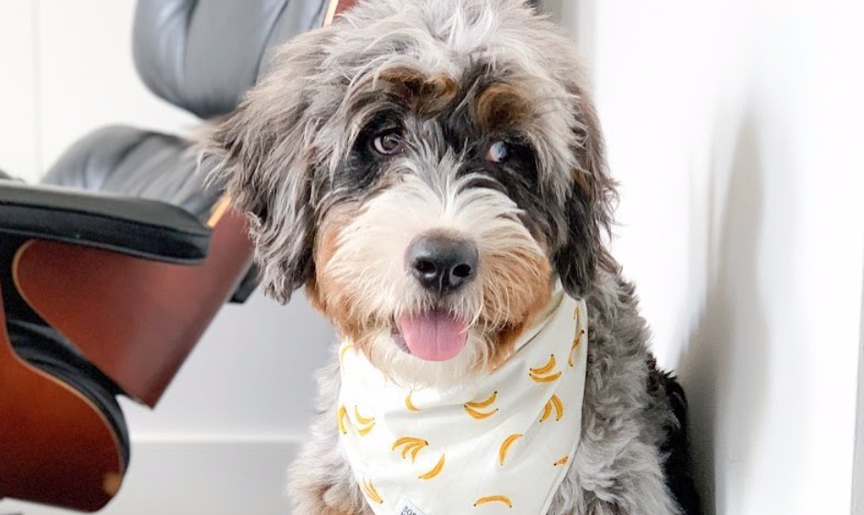 Vivir con perros te hace más feliz y alarga tu vida. Comprobado científicamente