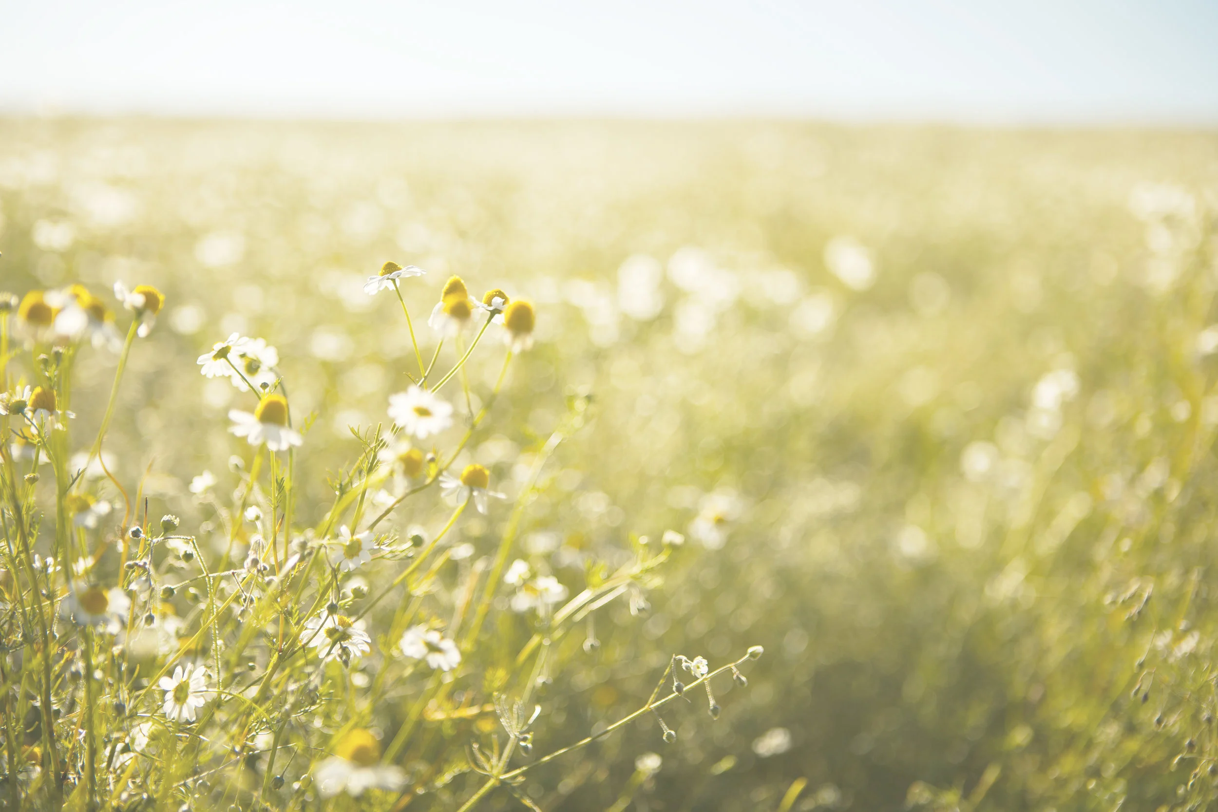 Homecoming (a selection, a remembering)