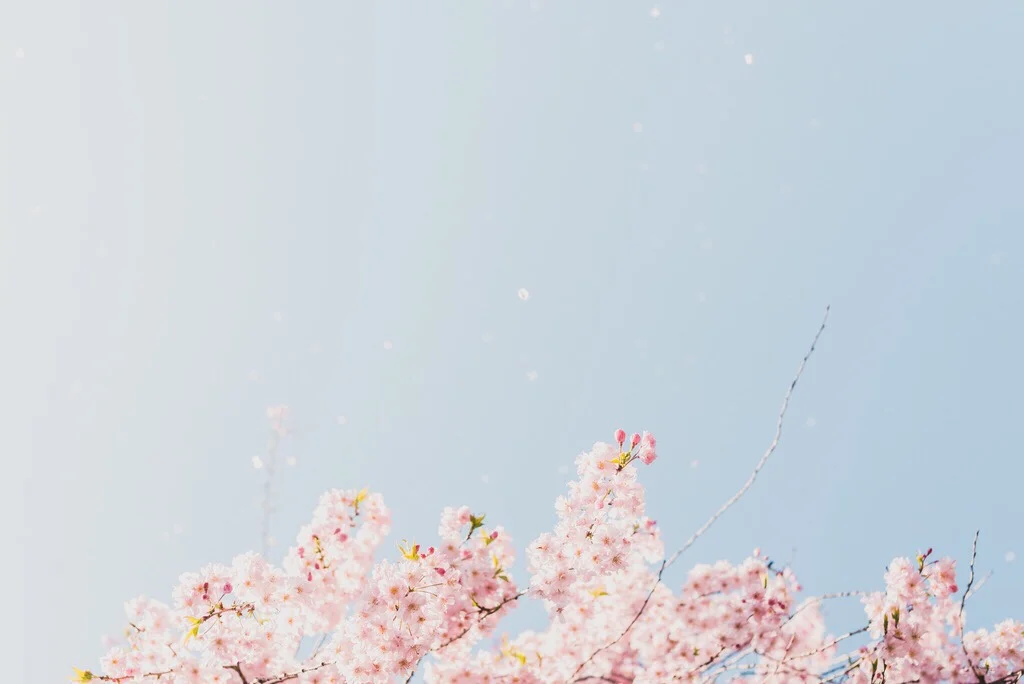 Self-Portrait With Cardinal Wing &amp; Mesabi Cherry (Adrienne Novy on Crowd Surfing With God)