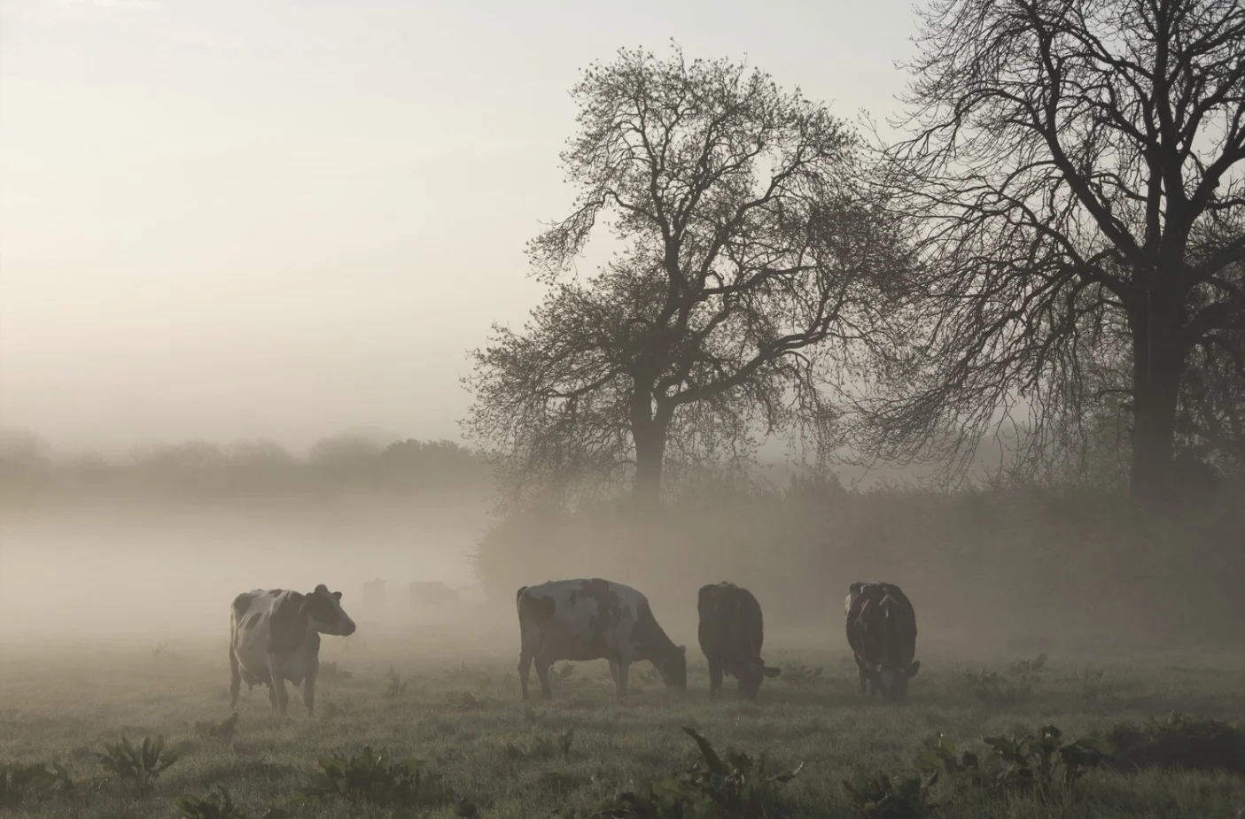 Half Mystic Radio, Season I, Episode I: Death Being An Easy Disease to Fake