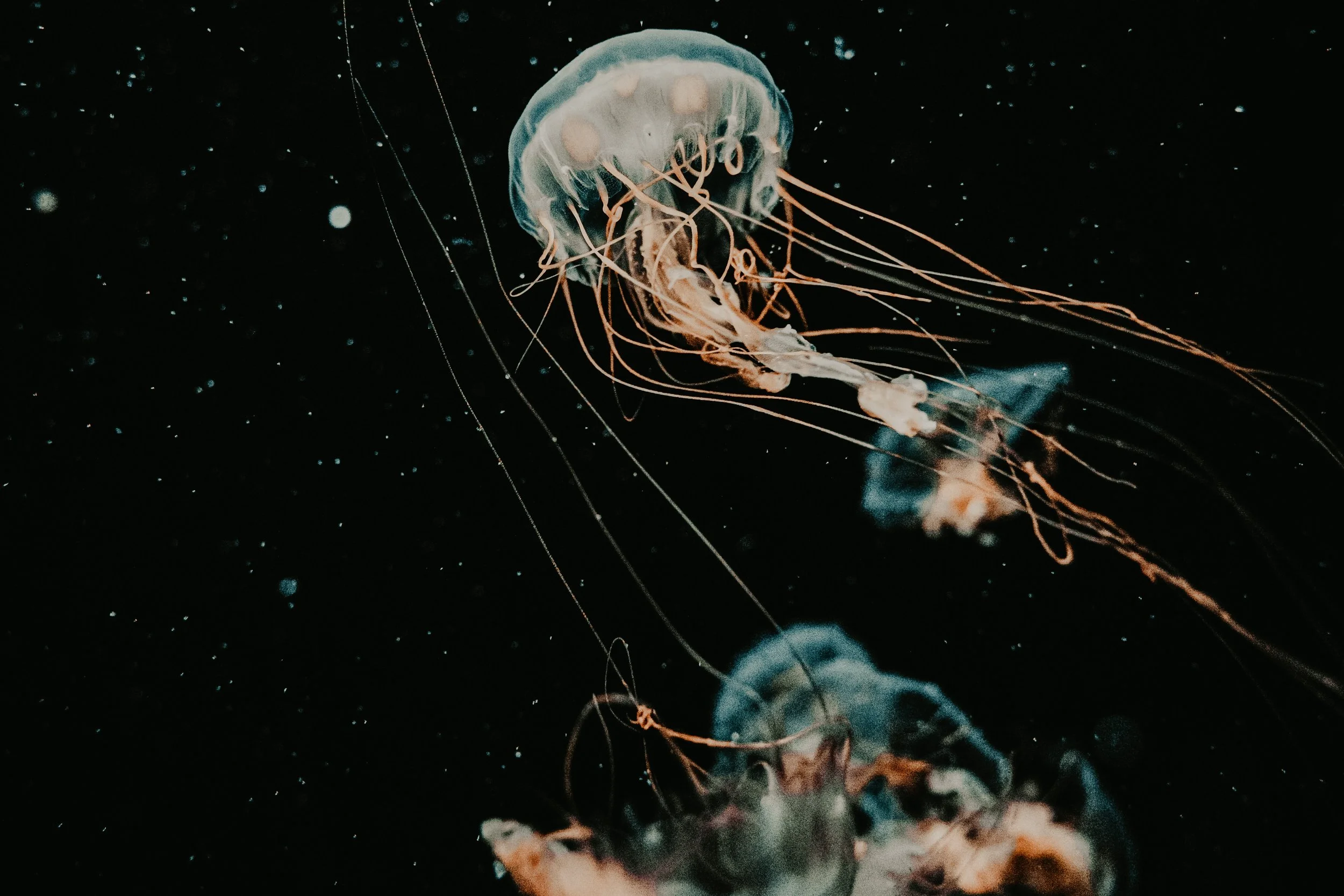 "The extraterrestrial and subterranean are stand-ins for our own unreachable interiors." (An Interview With Kirsten Shu-ying Chen)