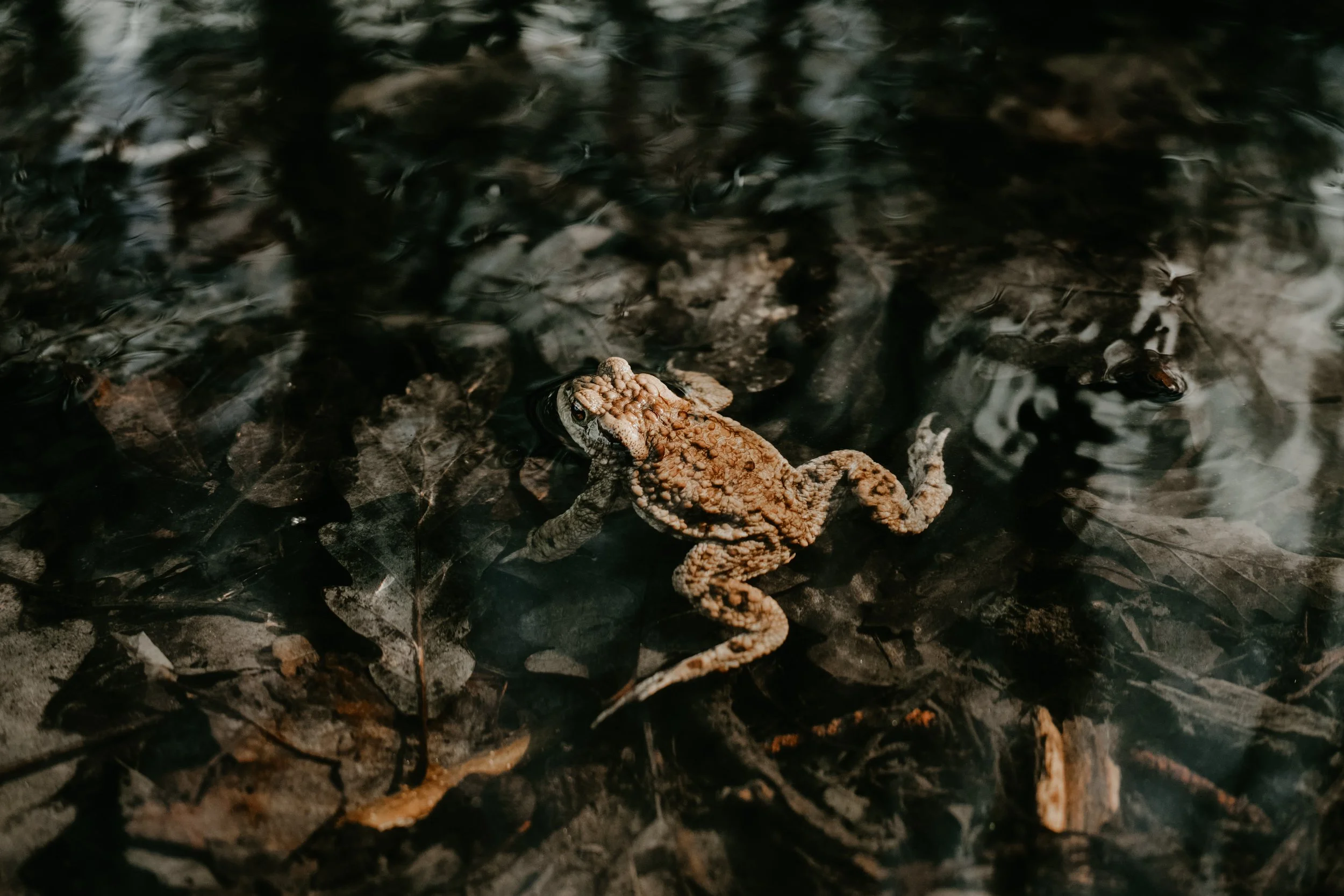 “Hope, no matter how unlikely, is still worth singing for. There has to be magic in that.” (Maggie Warren on Presto)