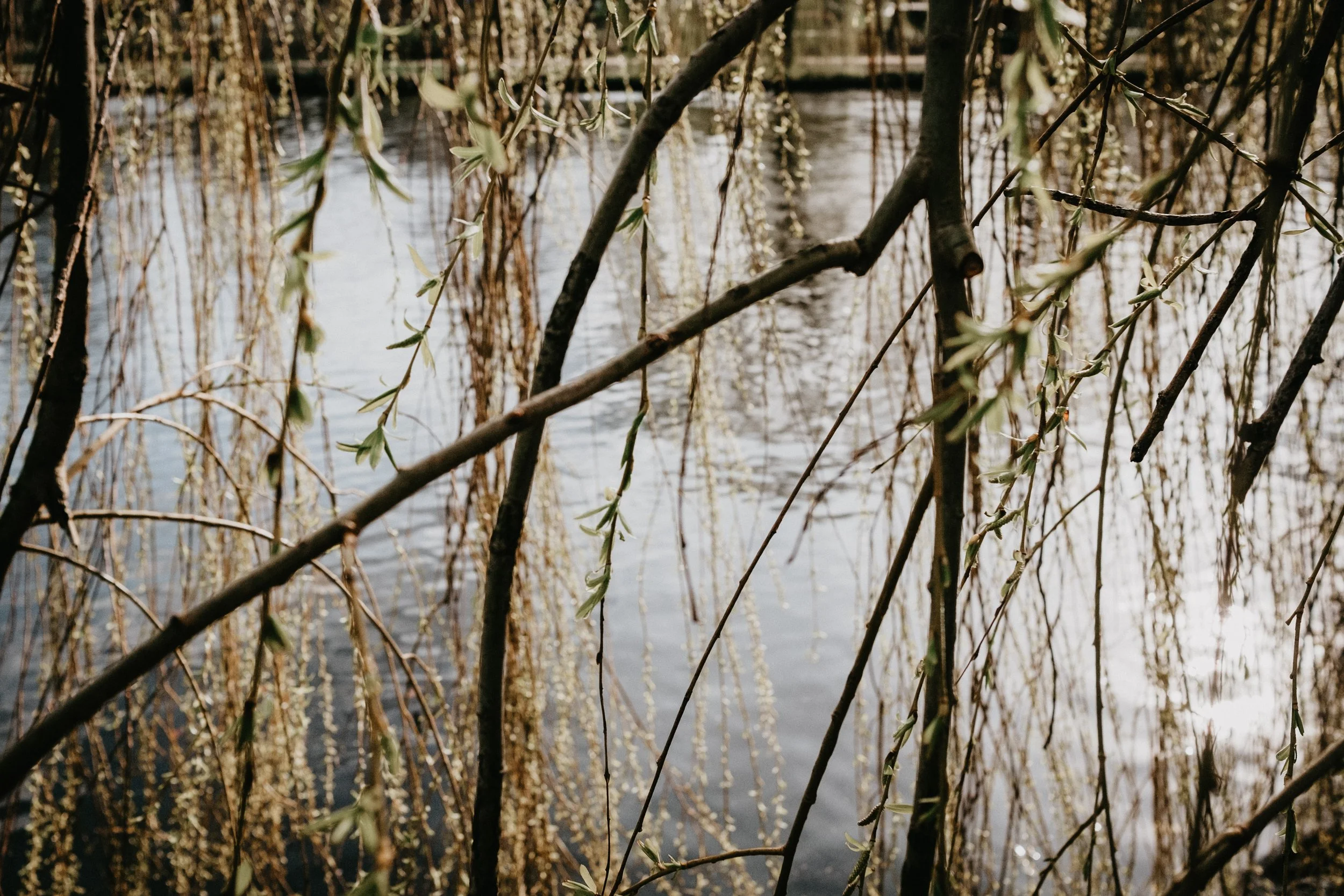 From the Editor: Willows Wake and Walk Away