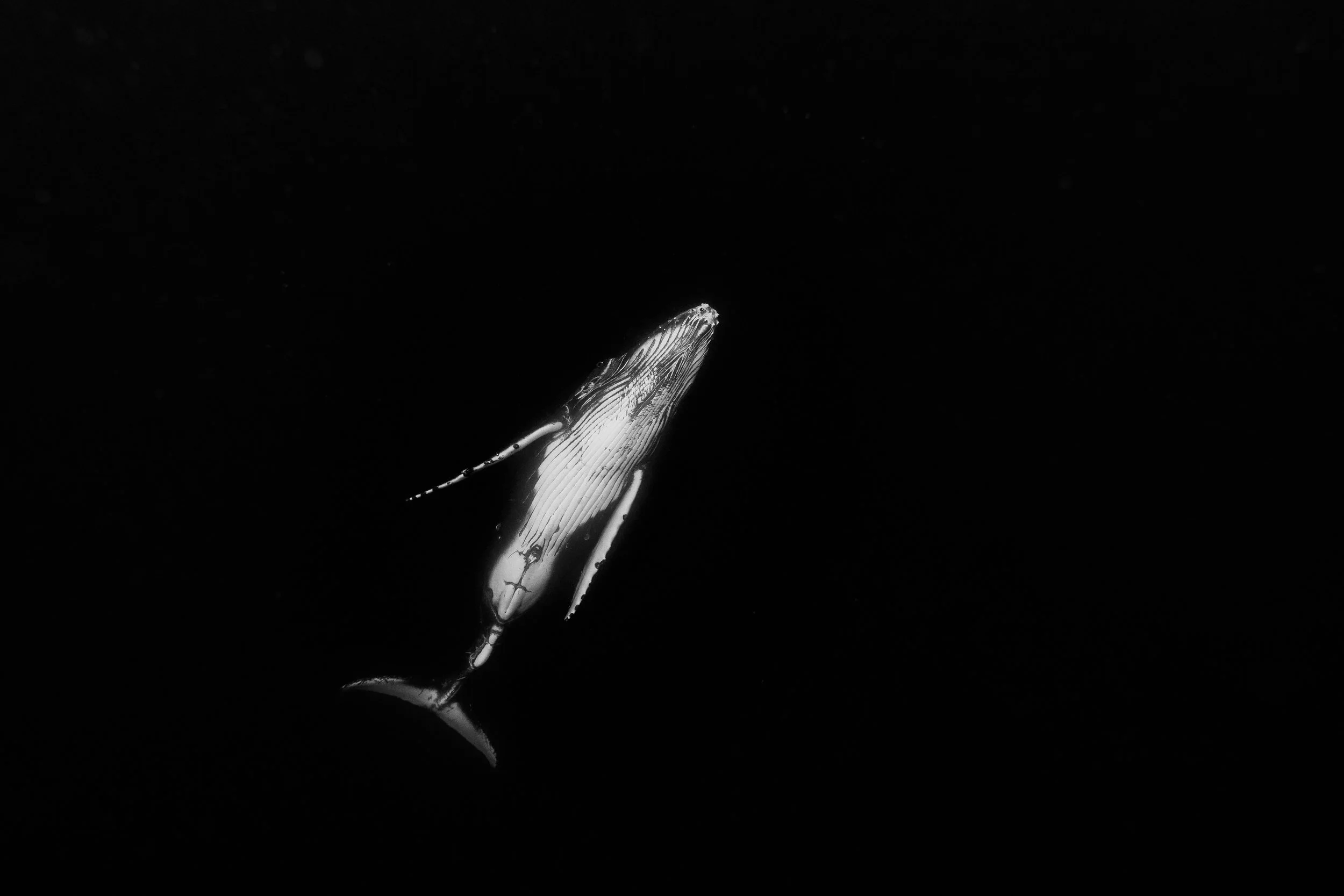 P9170206-2.jpg