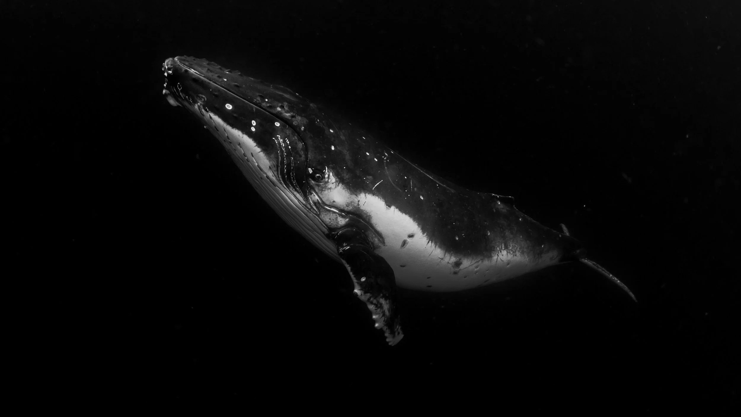 P9130733-2.jpg
