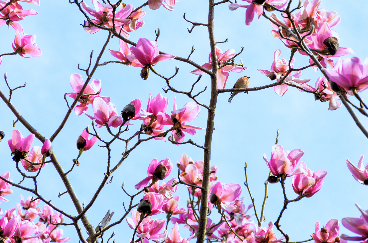 The Campbell’s Magnolia tree in bloom in May 2018