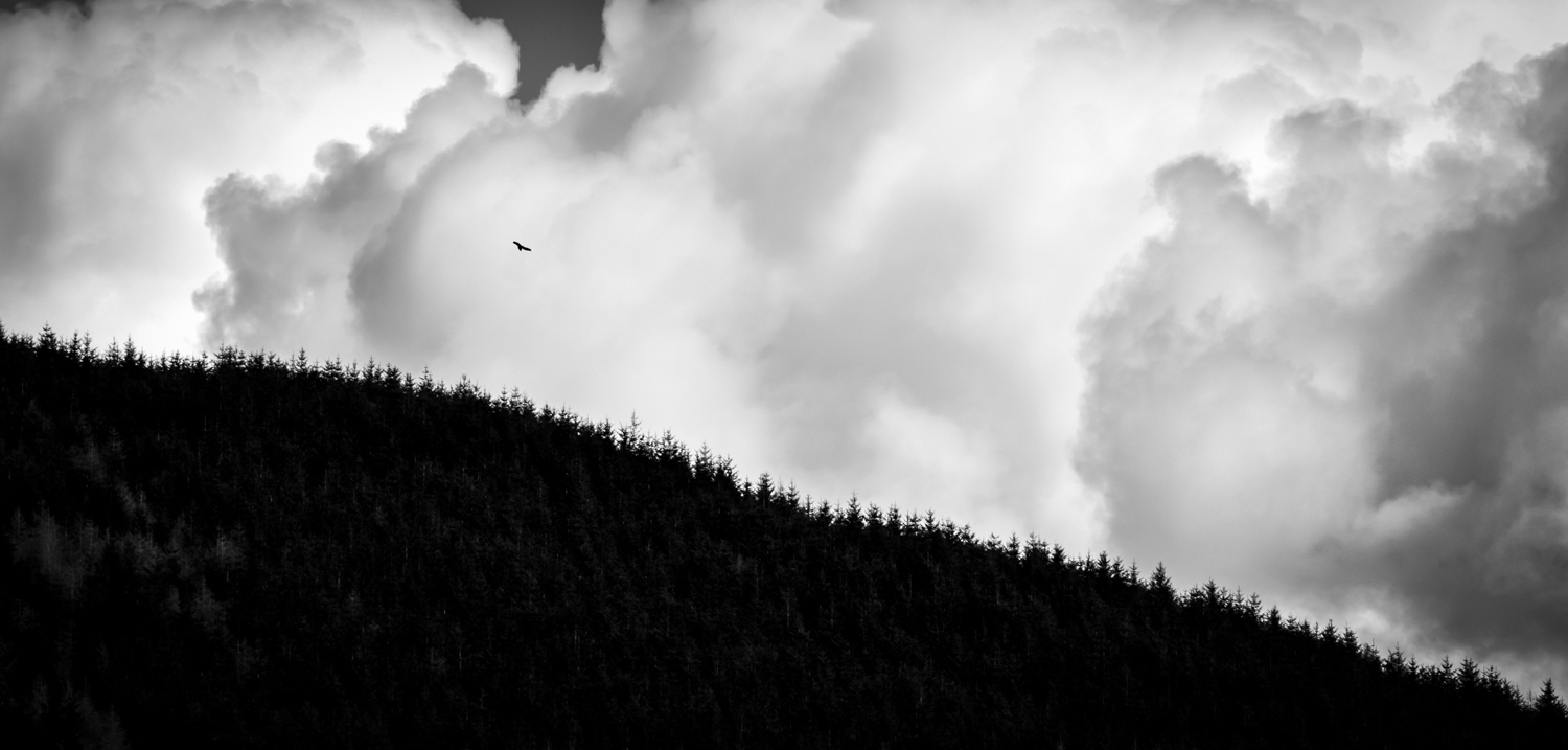 Bird of Prey, Strathyre, February 2018