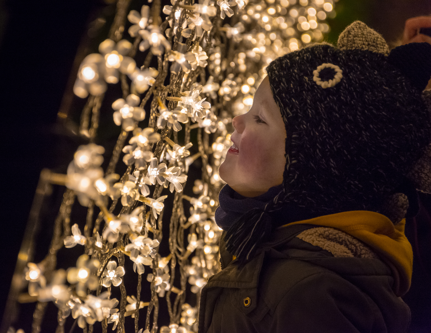 Edinburgh Botanic Gardens Christmas Light Show, December 2018