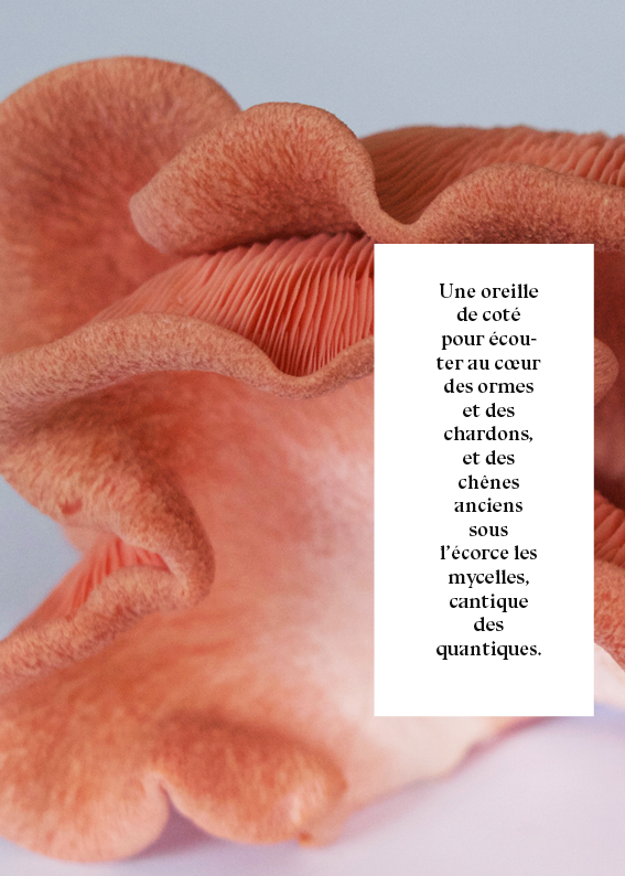 Histoire d'oreille5.png