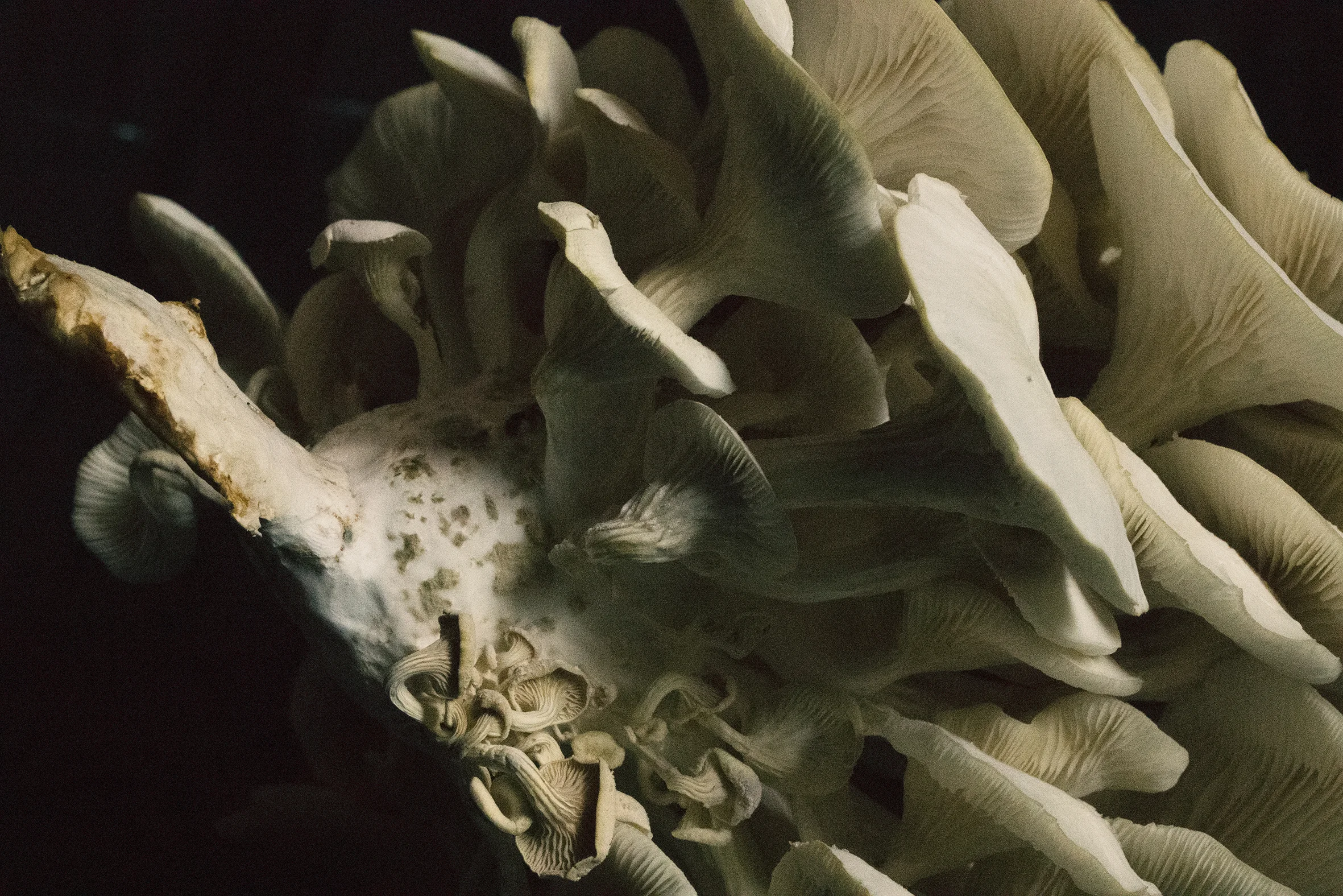 photo22 copie.jpg