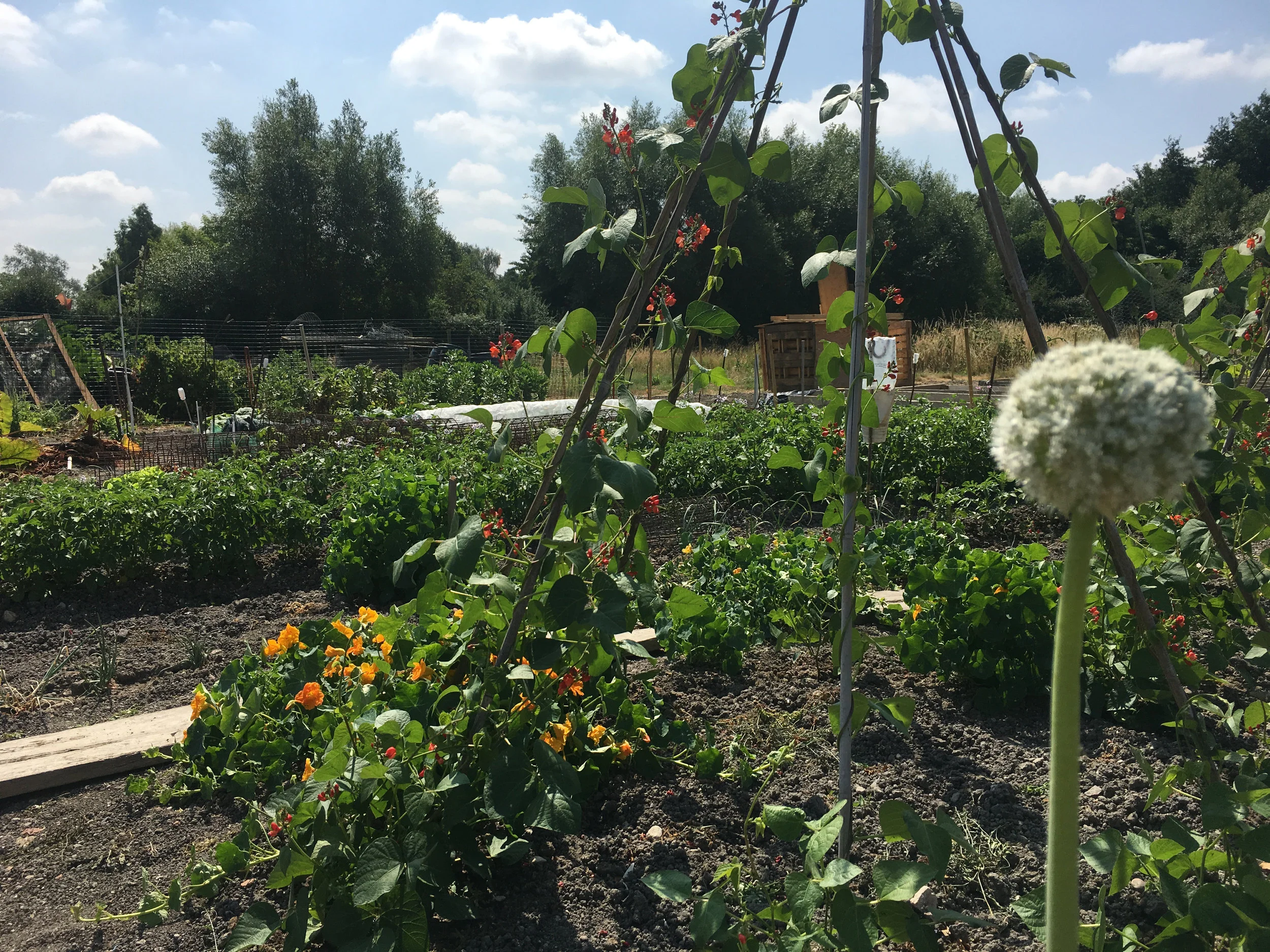 allotment.jpg