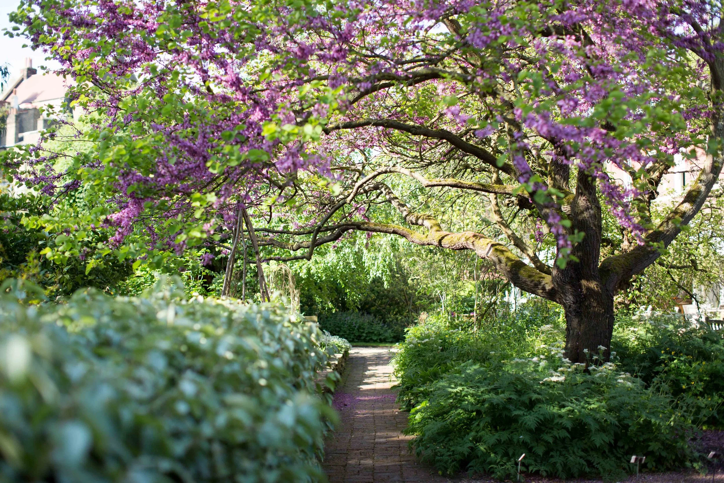 Secret garden.jpeg