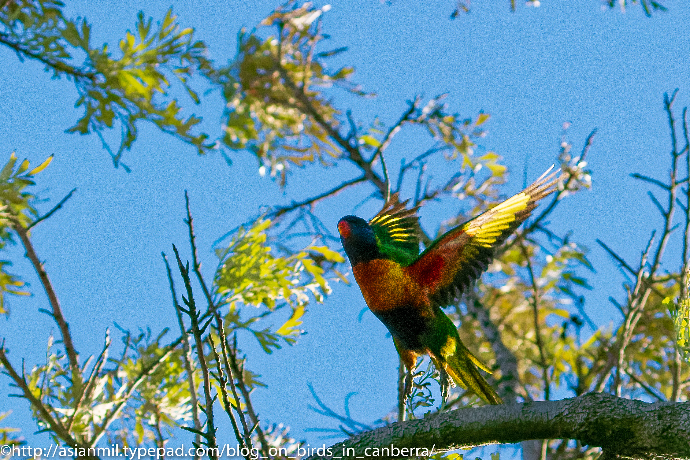 Lorikeet 20180708 1-.jpg