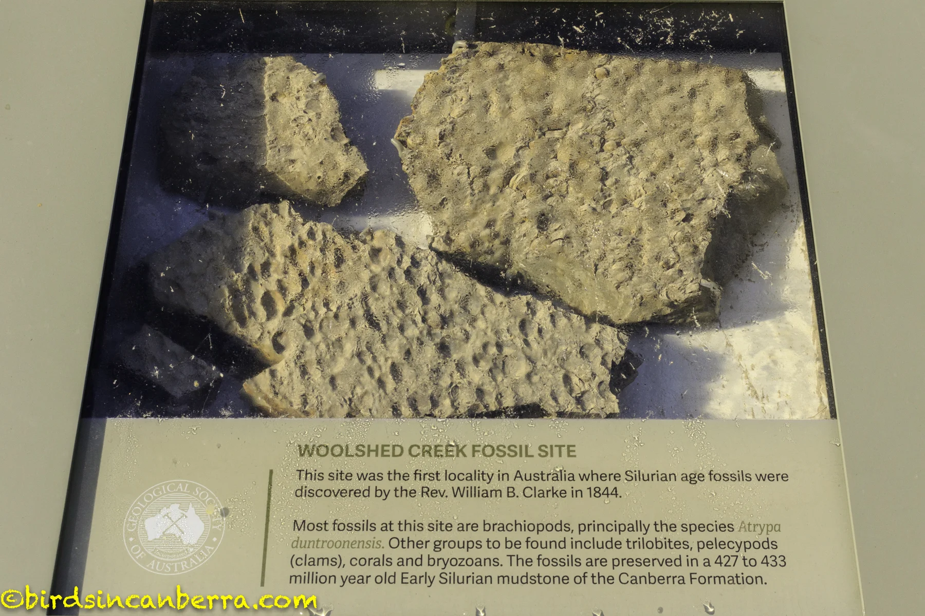 Prehistoric Canberra Woolshed Creek Fossil Site and the fossil