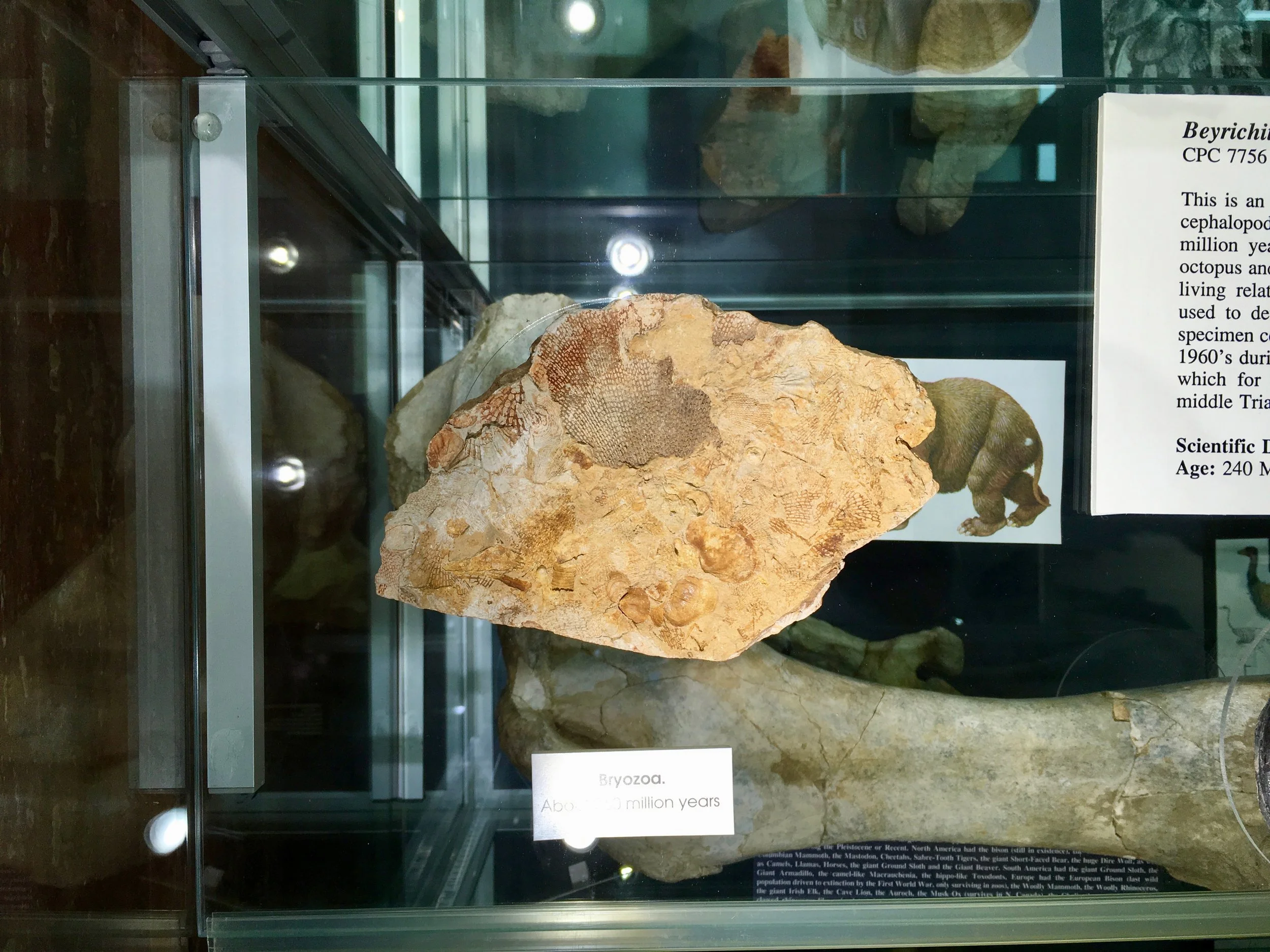 Prehistoric Canberra Woolshed Creek Fossil Site and the fossil