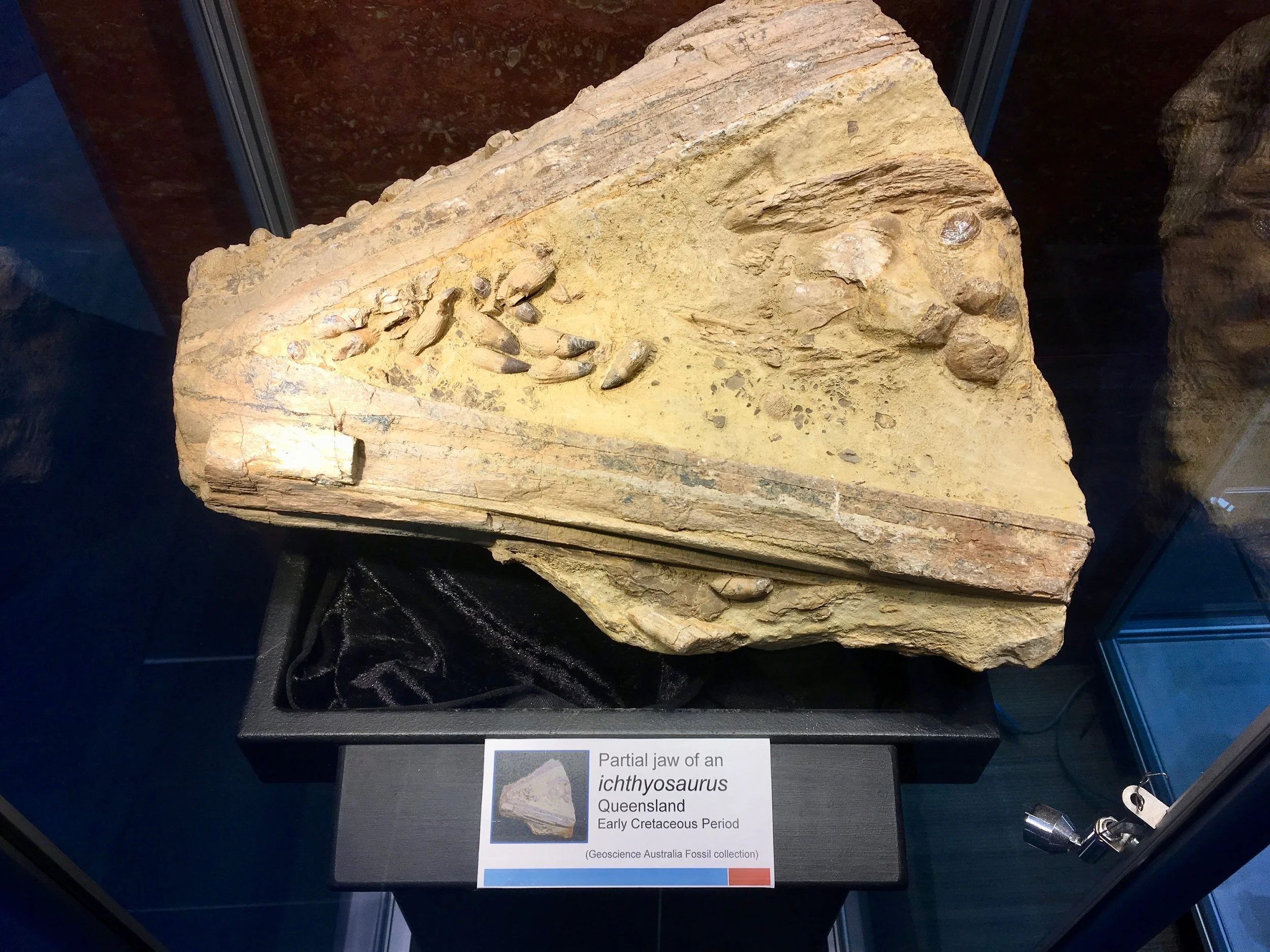 Prehistoric Canberra Woolshed Creek Fossil Site and the fossil