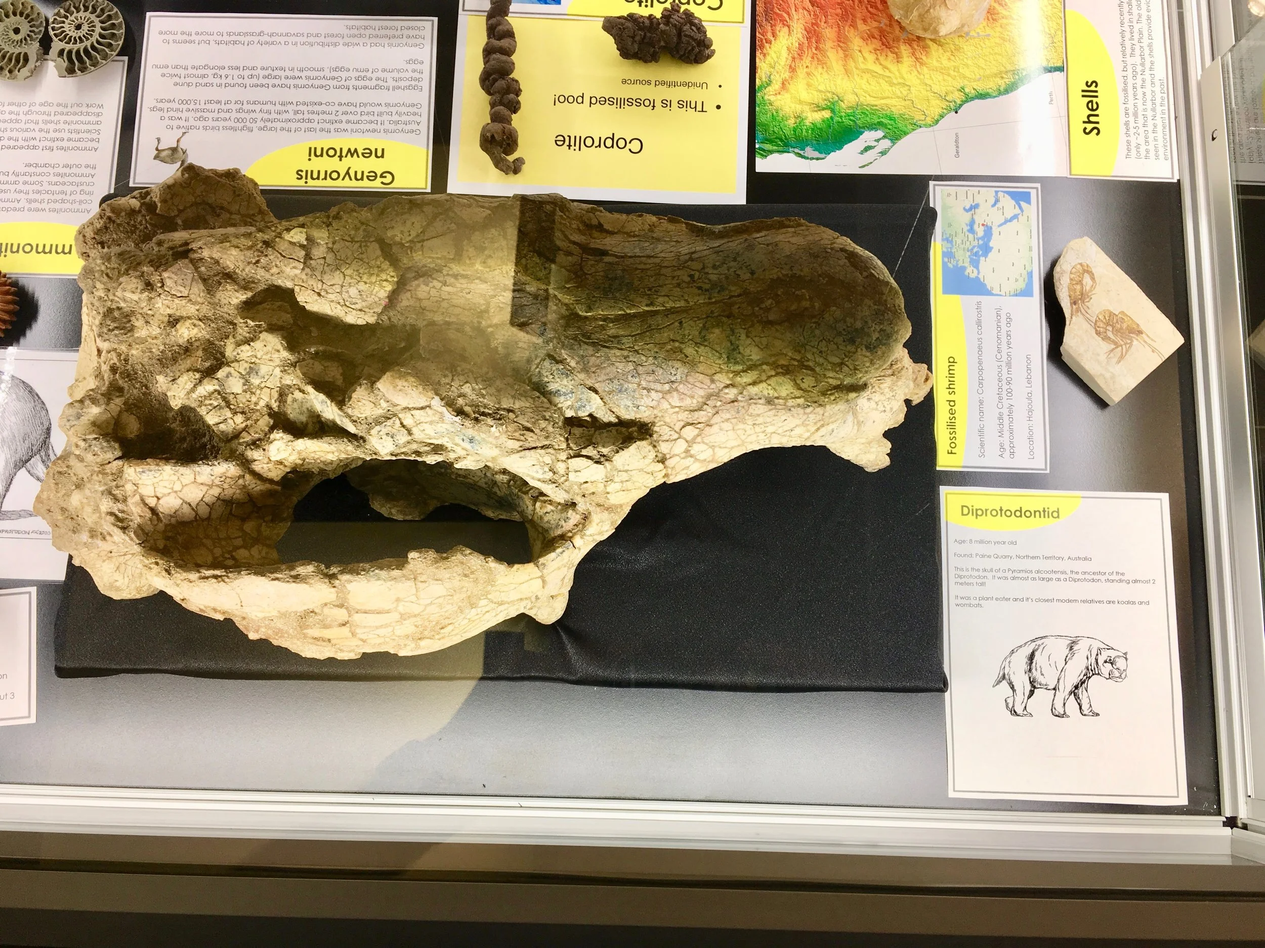 Prehistoric Canberra Woolshed Creek Fossil Site and the fossil