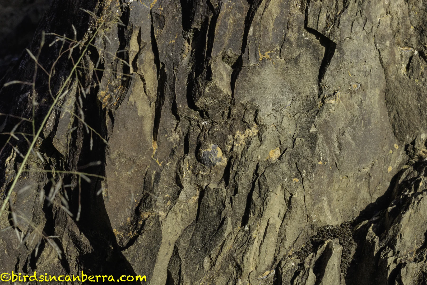 Prehistoric Canberra Woolshed Creek Fossil Site and the fossil