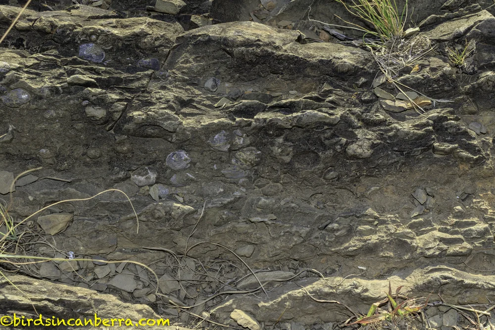 Prehistoric Canberra Woolshed Creek Fossil Site and the fossil