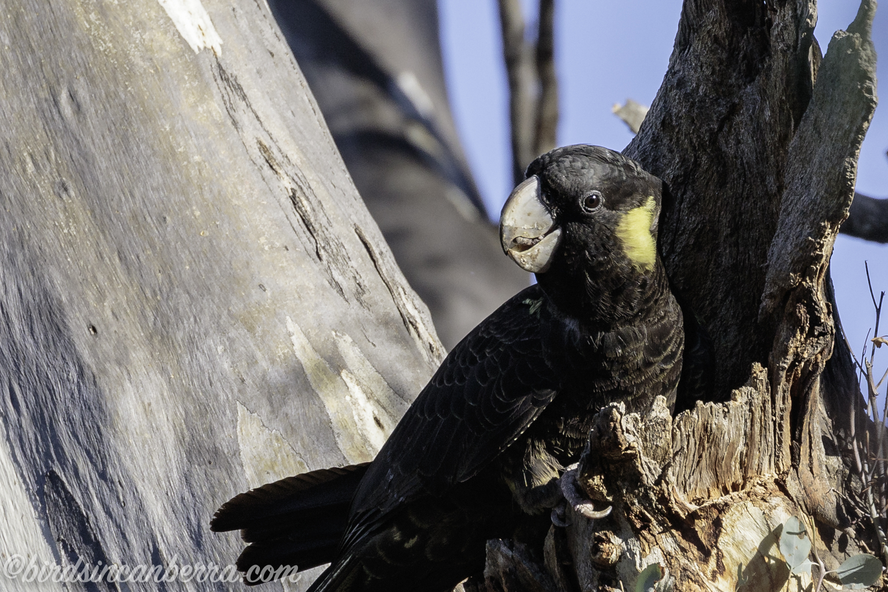 Watching six wonderful Yellowtailed Black Cockatoos was a great