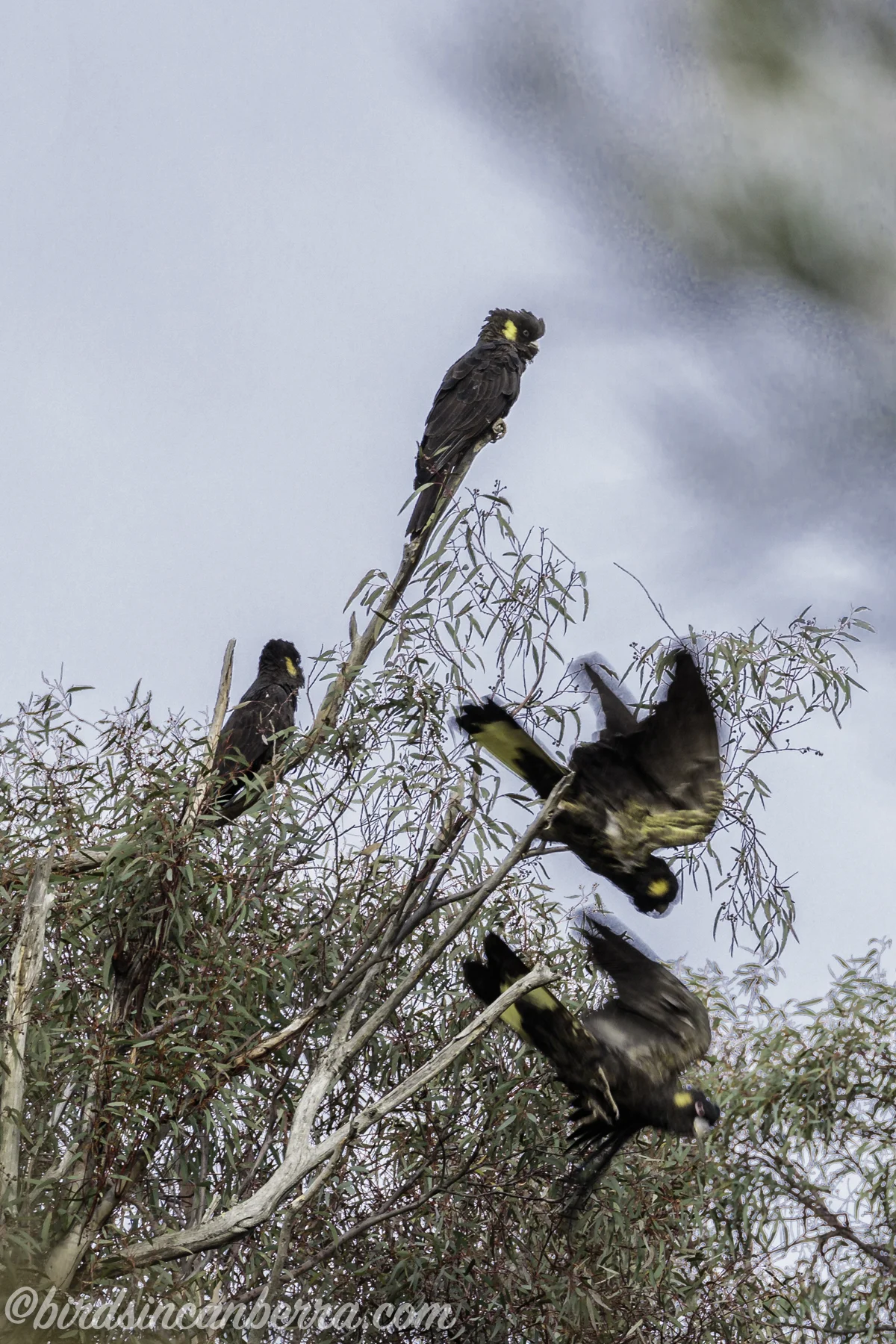 A lovely flock of Yellowtailed Black Cockatoos kept me company