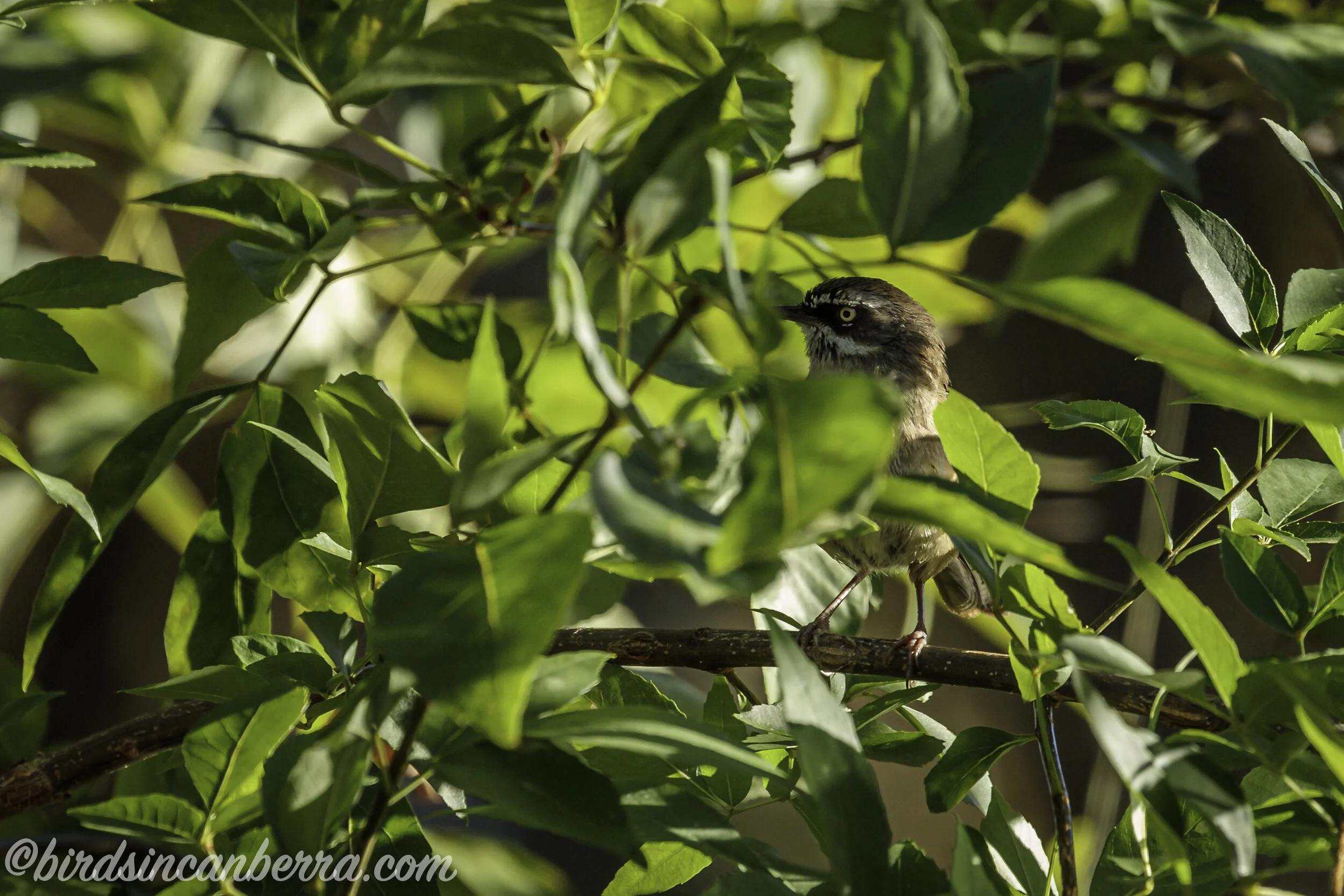 Photographing and paddling on Lake Burley Griffin over summer 202021