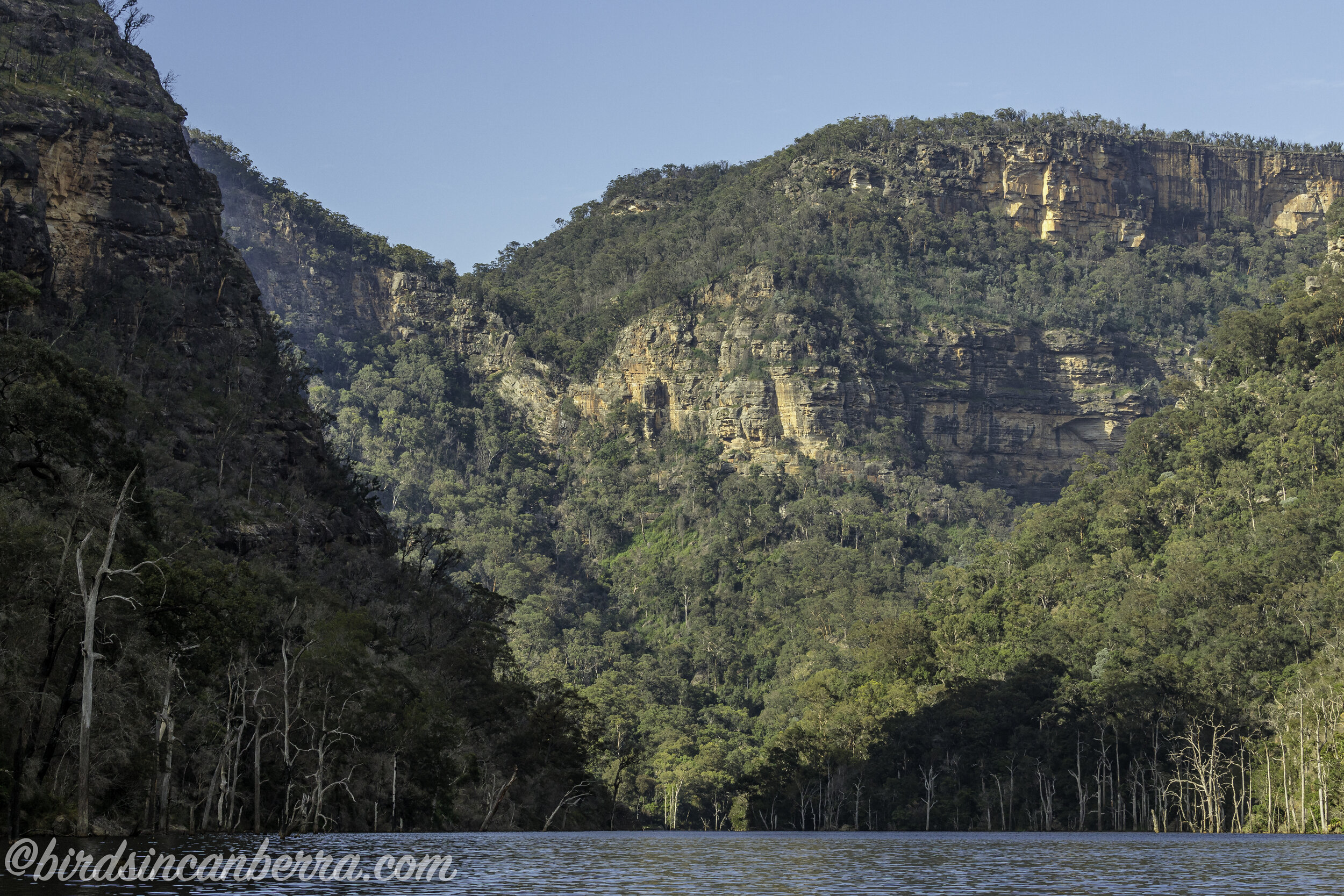 Nature and natural beauty of Shoalhaven January 2021 — Birds in