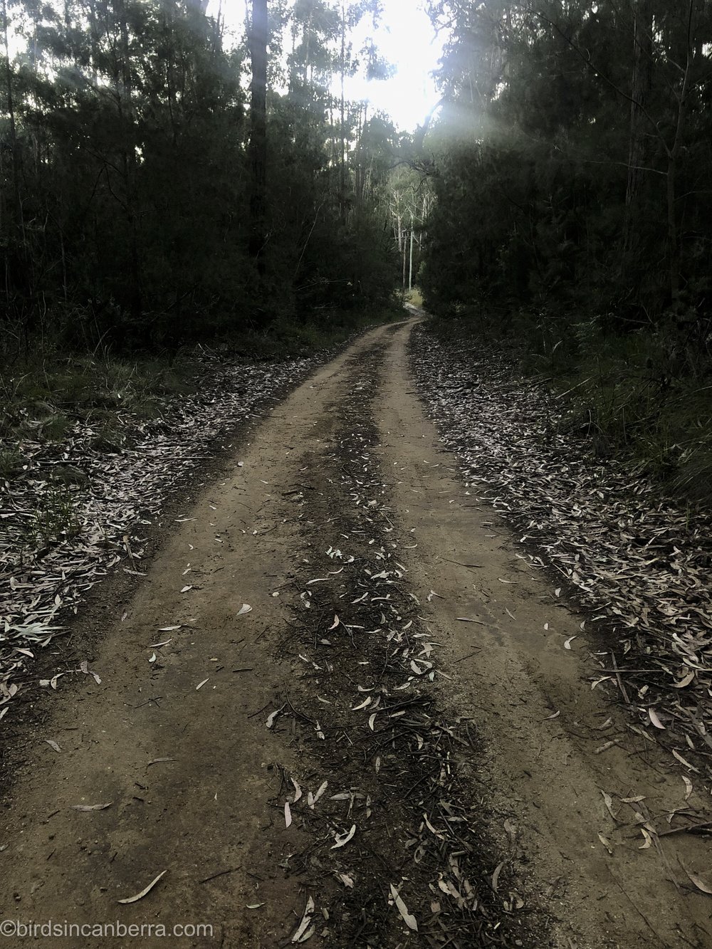 Trail in mid-level forest