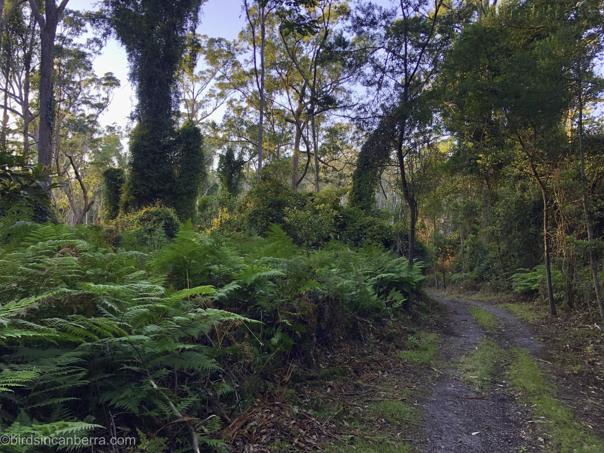 Coastal rainforest trail