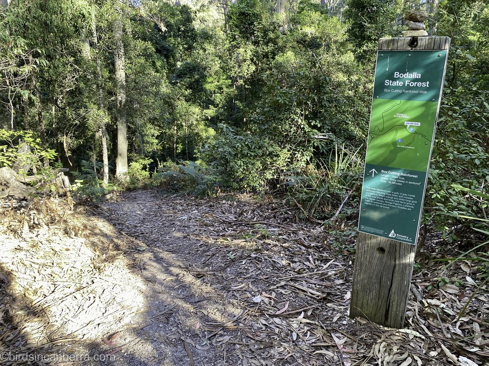 Rainforest_walk_Narooma_3561_20230713.jpg