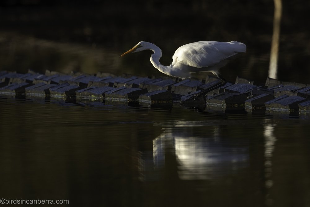 Great_Egret_Narooma_3460_20230916.jpg